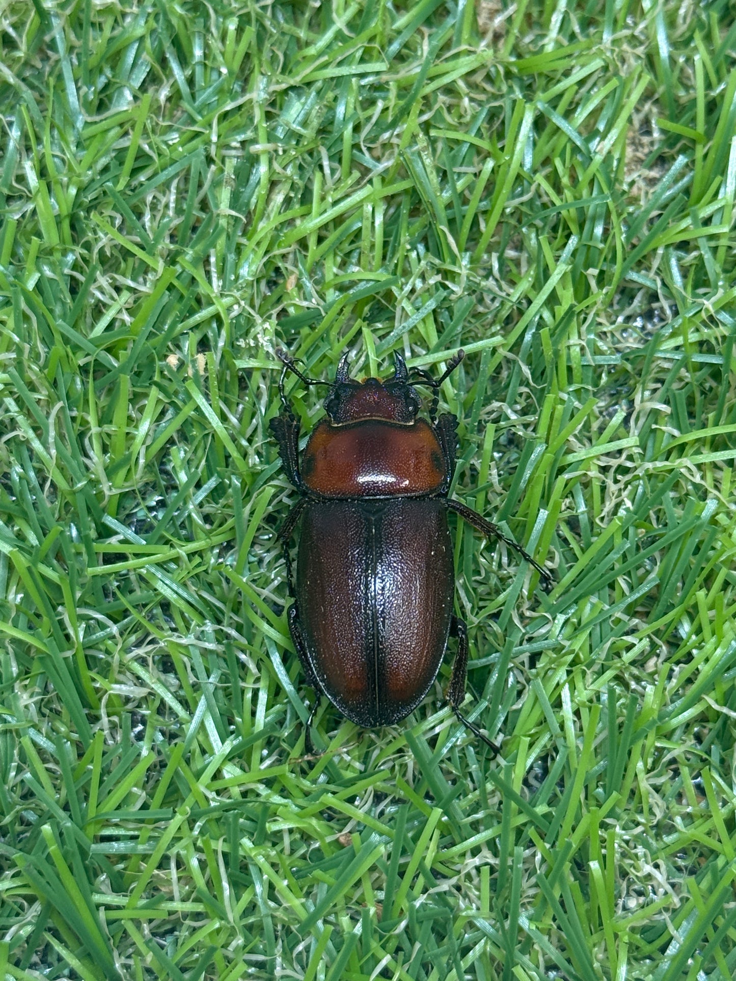 トカラノコギリクワガタ freeサイズ成虫ペア