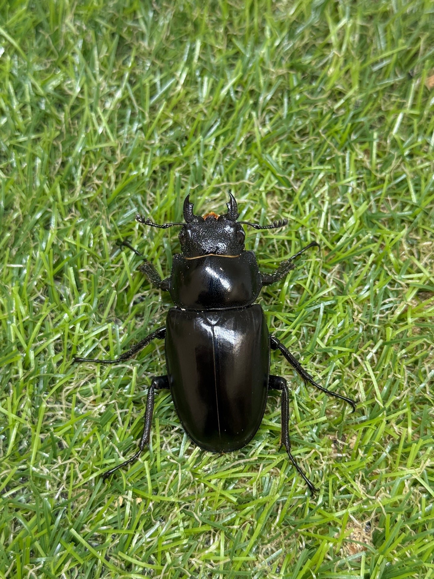 ギラファノコギリクワガタ　ケイスケ　♂107.5mm成虫ペア