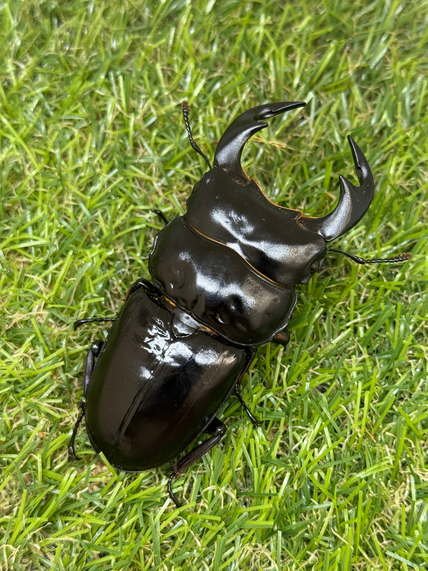 インドアンタエウスオオクワガタ　♂76mm単品
