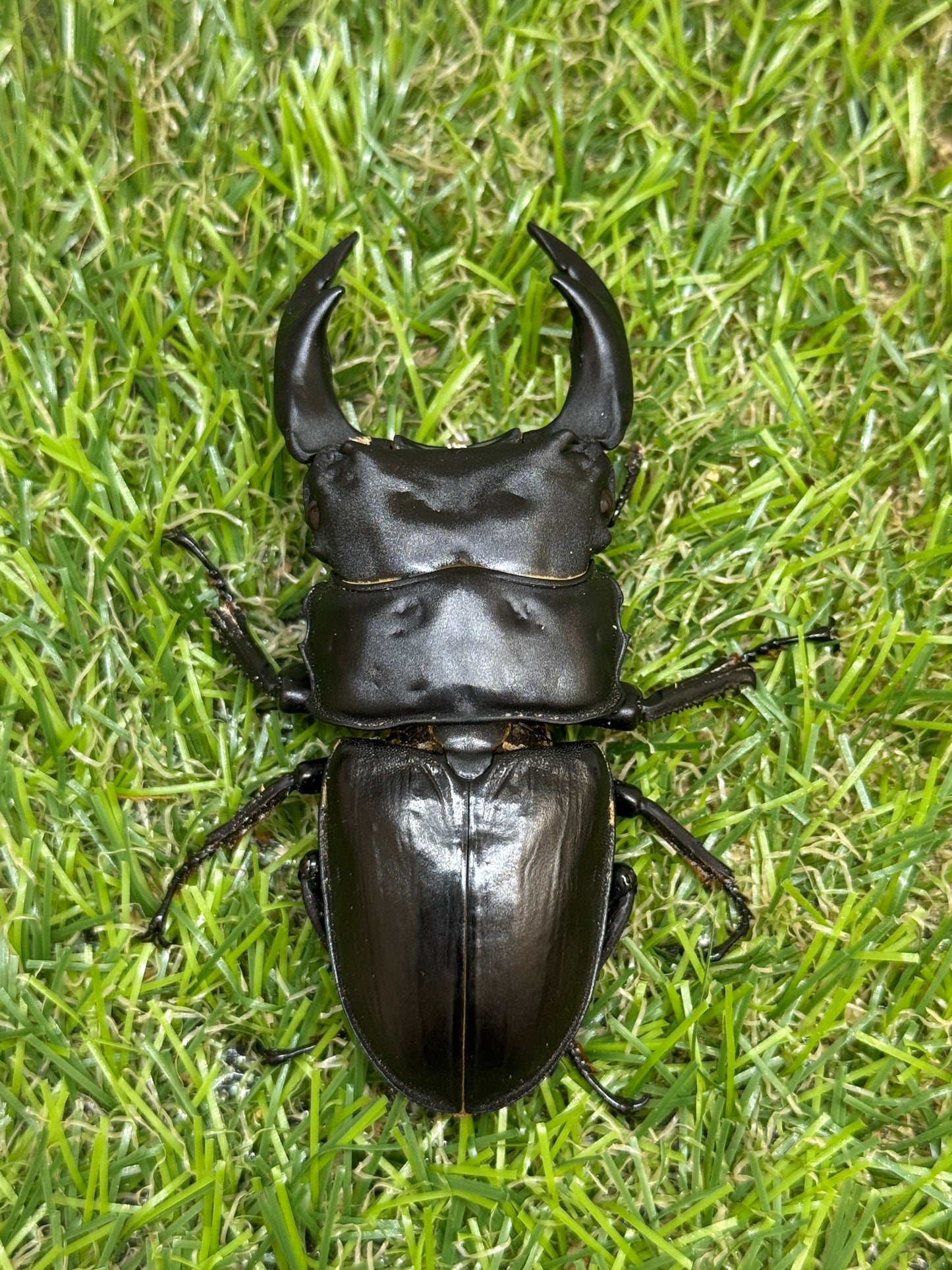 オオクワガタ　上阿古谷　♂73.3mm成虫ペア