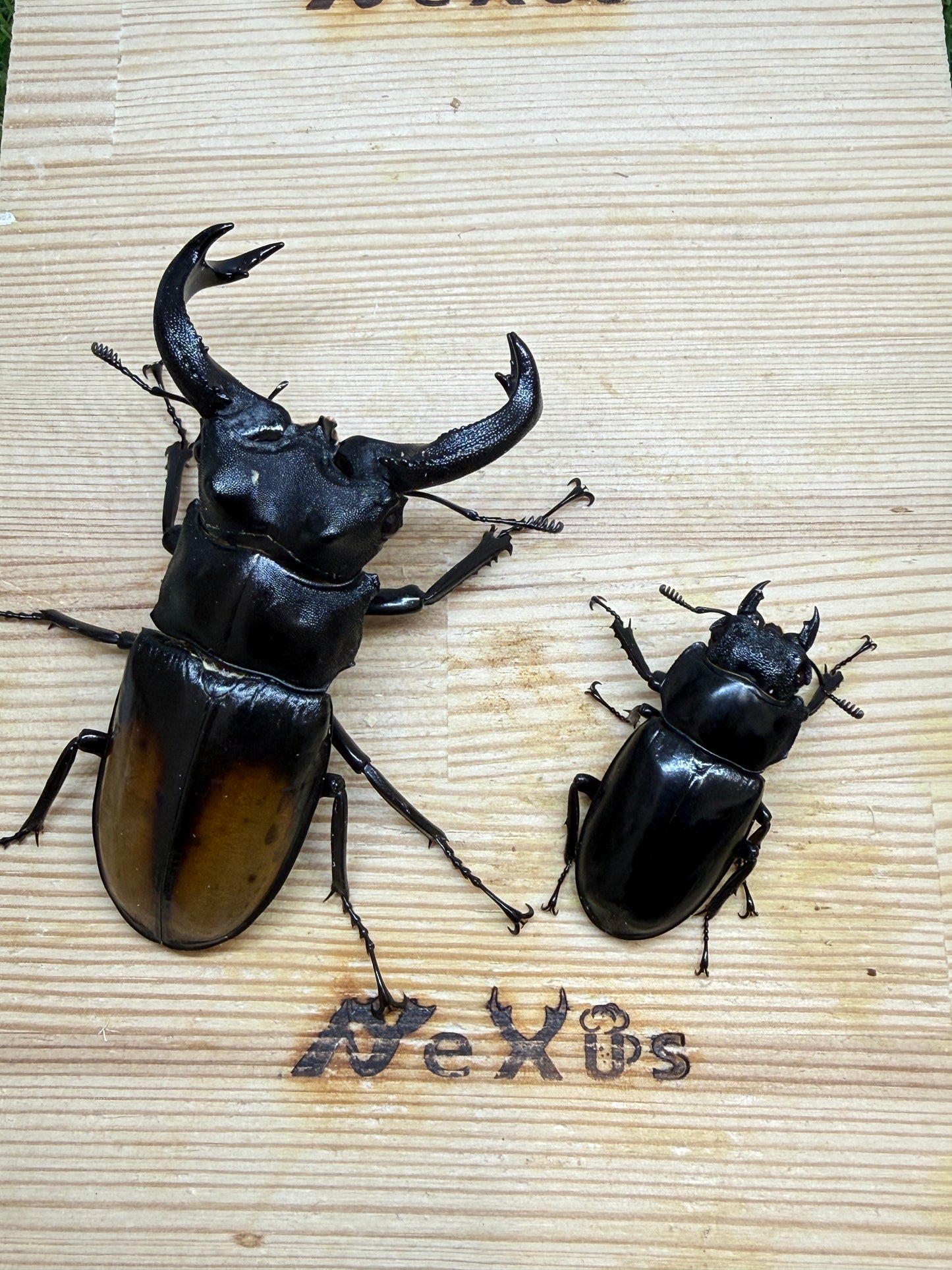 パリーフタマタクワガタ(セアカフタマタクワガタ)　♂82.3mm成虫ペア