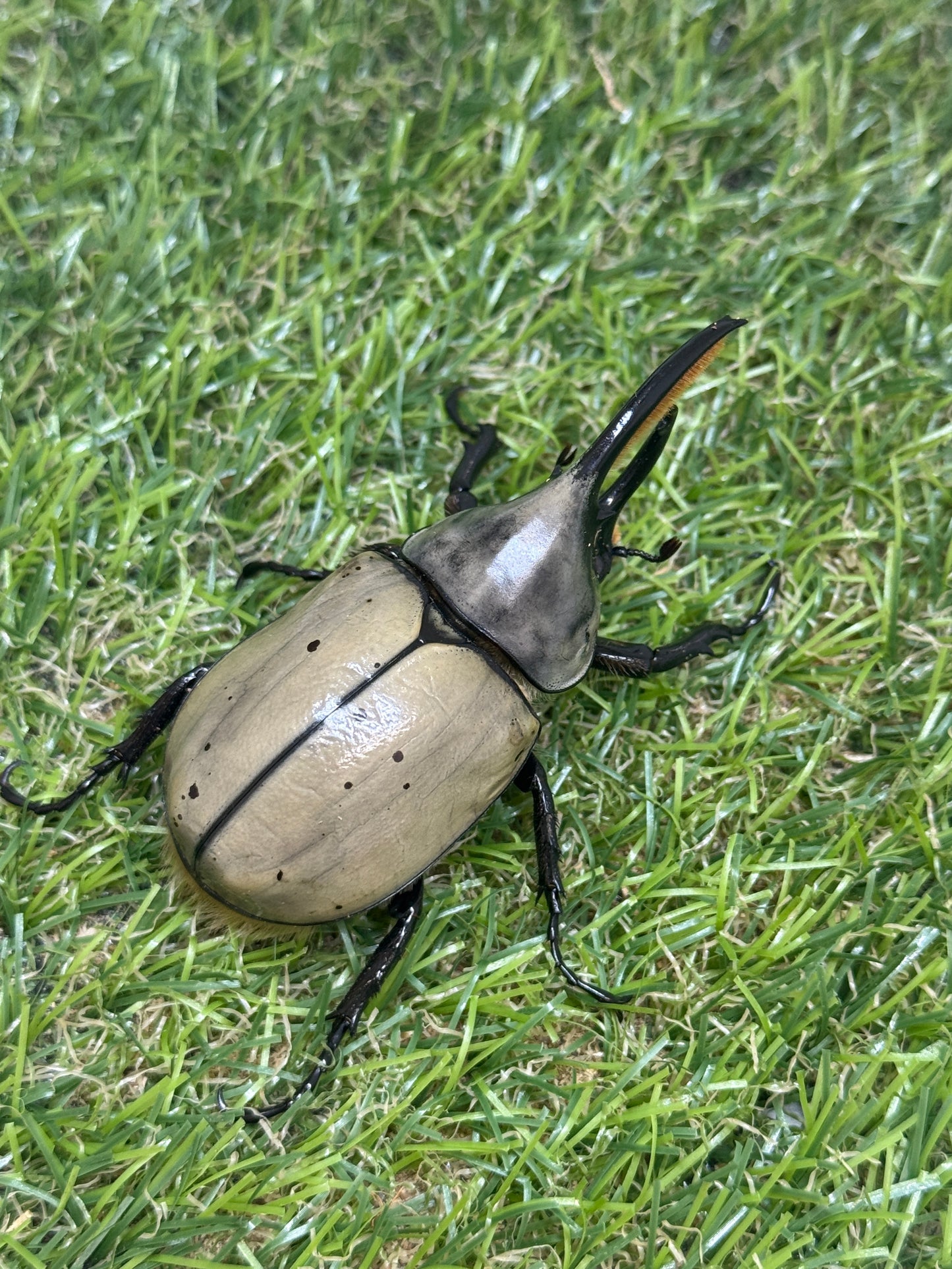 グラントシロカブト　♂69.6mm成虫ペア