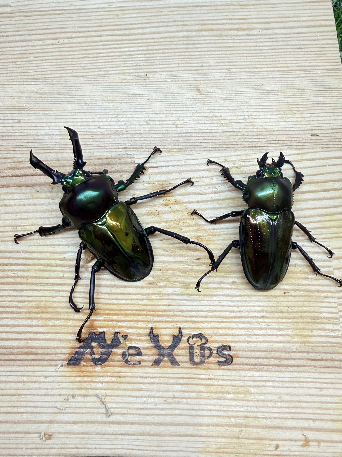 ニジイロクワガタ　♂49.9mm成虫ペア