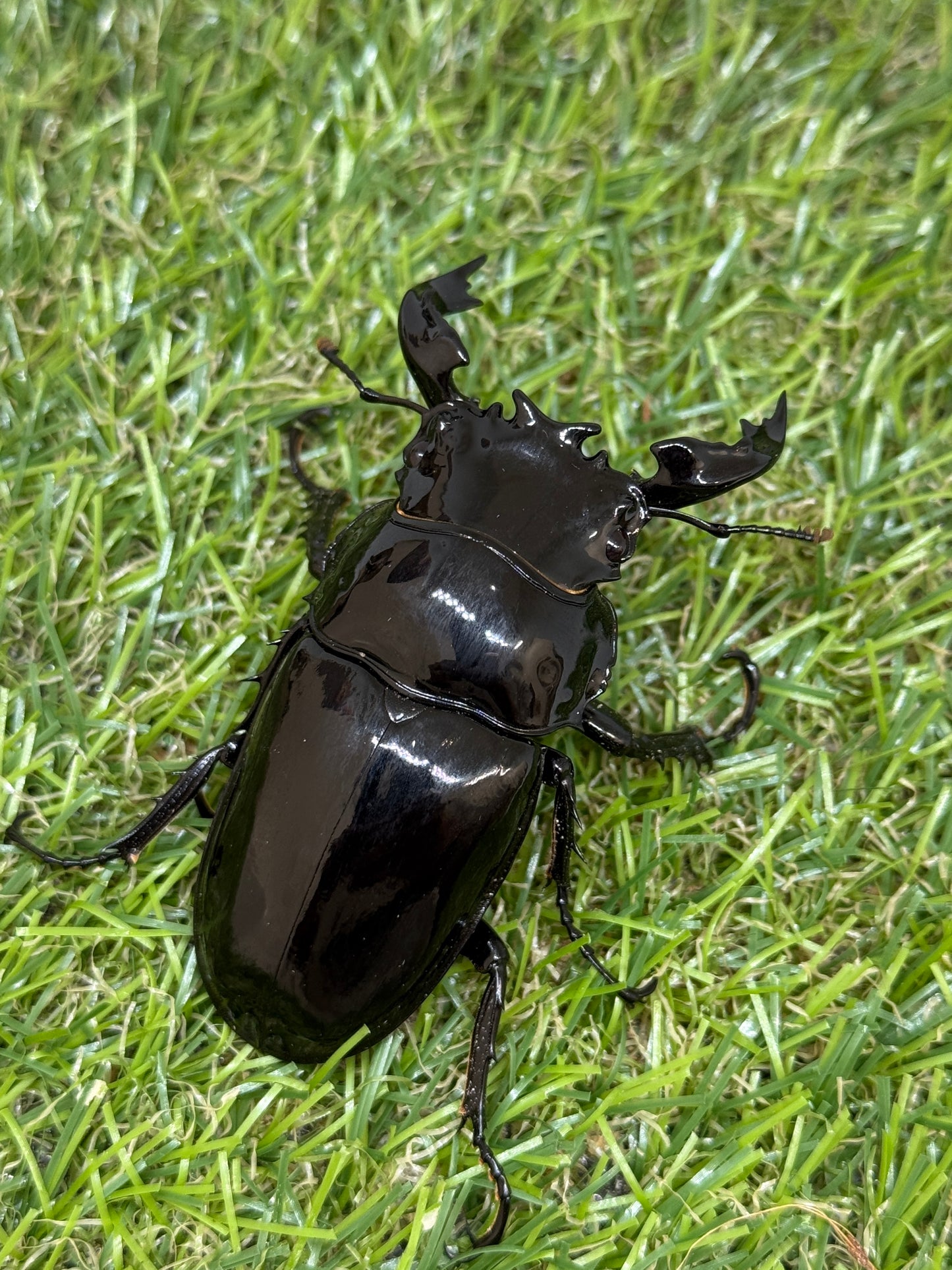 タランドゥスオオツヤクワガタ　♂68mm成虫ペア