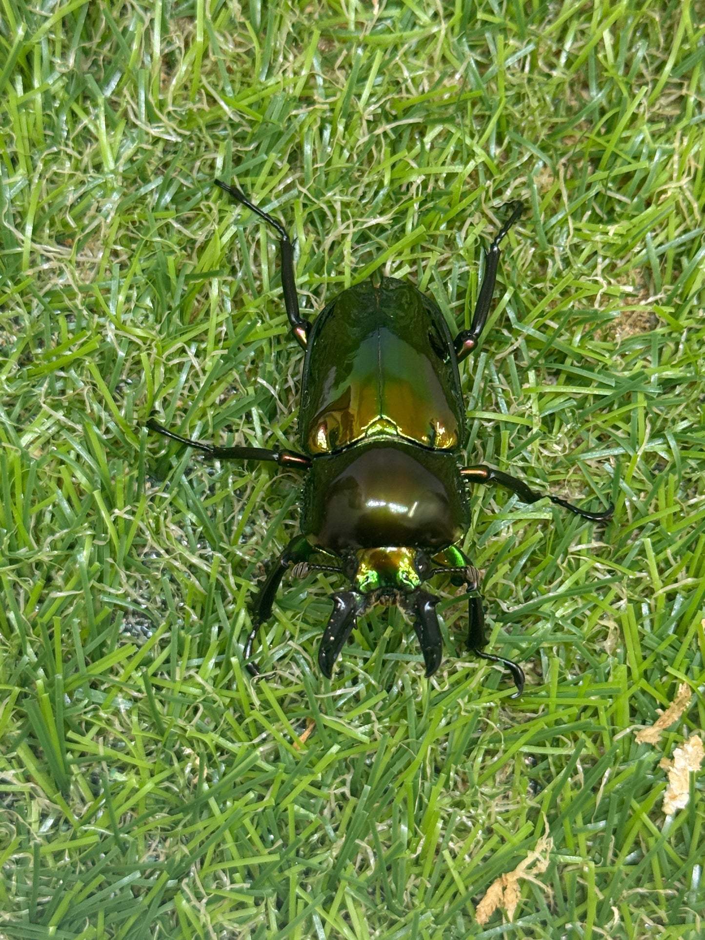 ニジイロクワガタ(ピカール系)　♂46.7mm成虫ペア