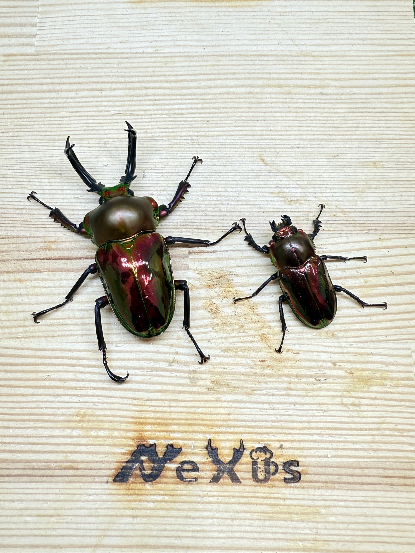 ニジイロクワガタ(レッド系)　♂54mm成虫ペア