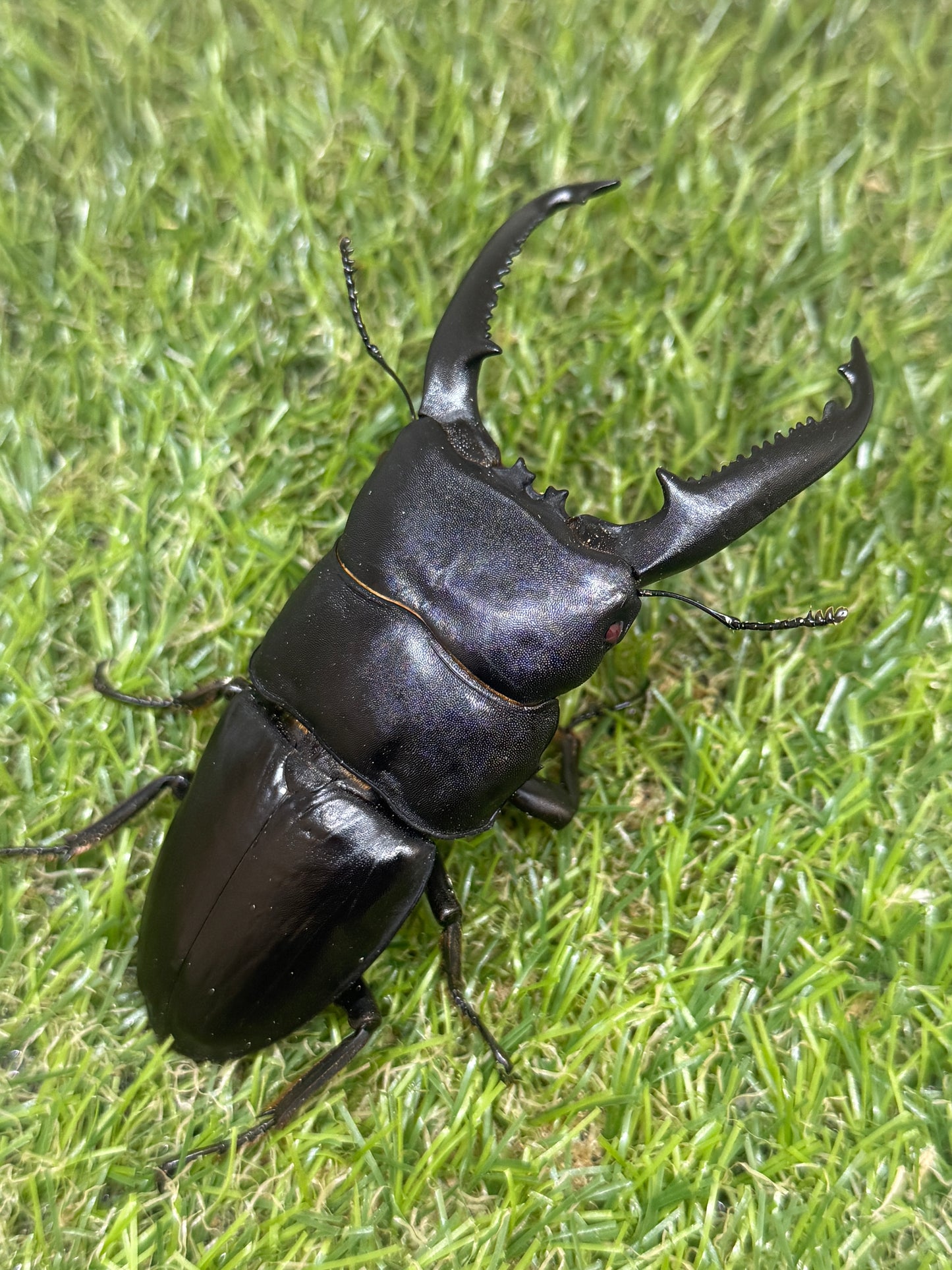 パラワンオオヒラタクワガタ(ピンクアイ血統)♂102mm　成虫ペア