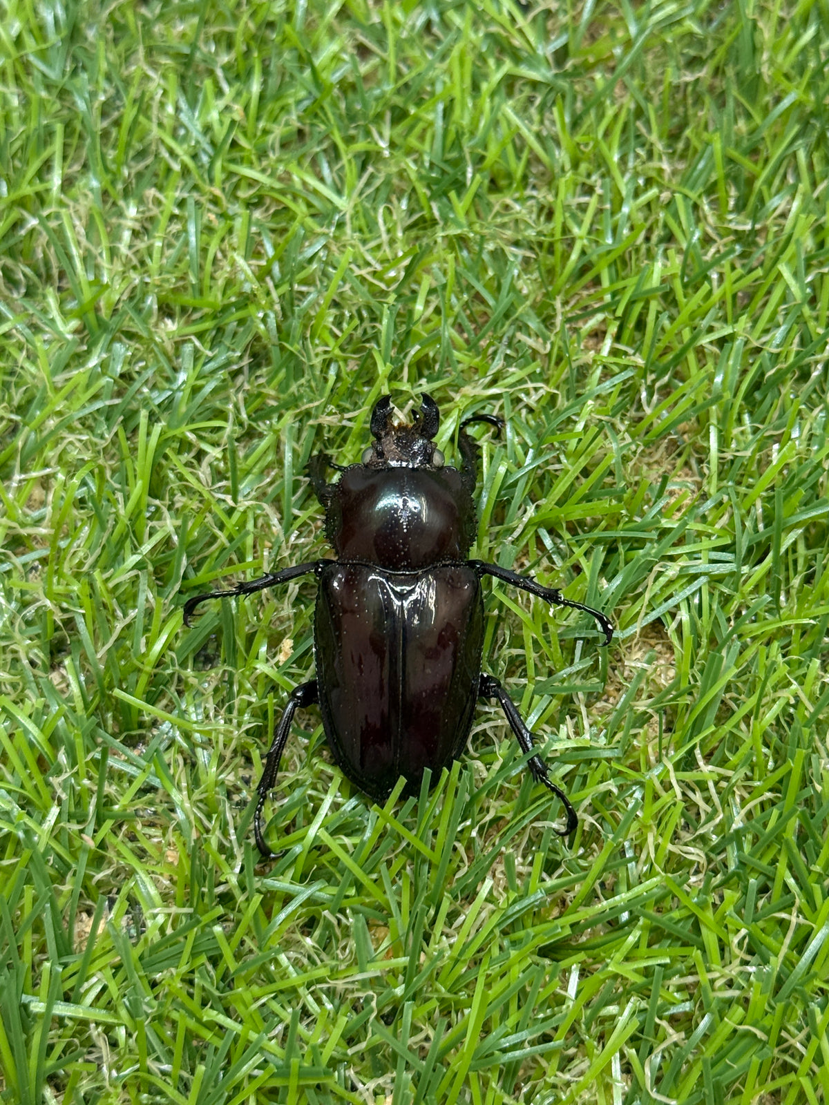 ニジイロクワガタ(紫紺系ホワイトアイ)　♂50mm成虫ペア