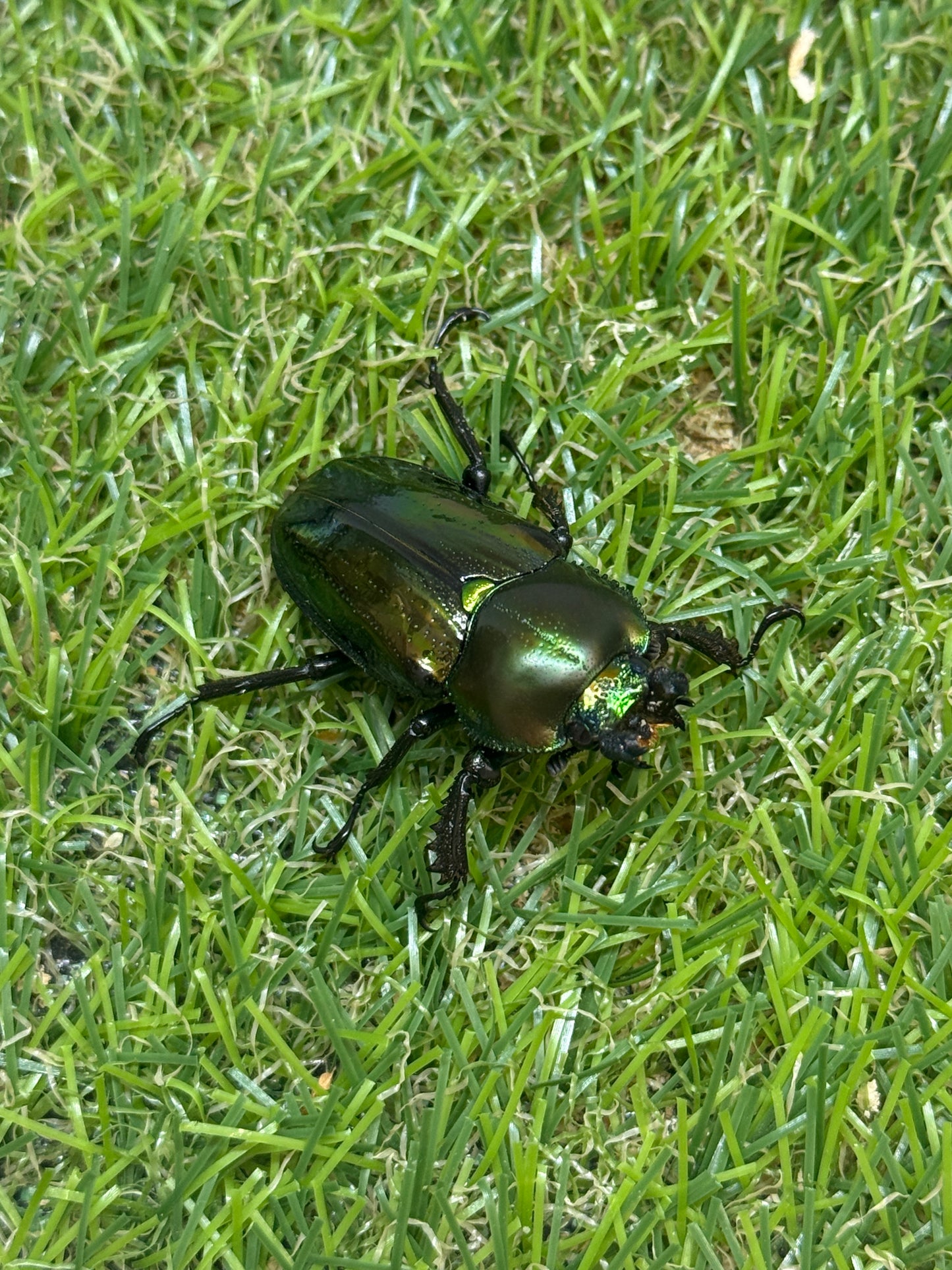 ニジイロクワガタ　♂49.9mm成虫ペア