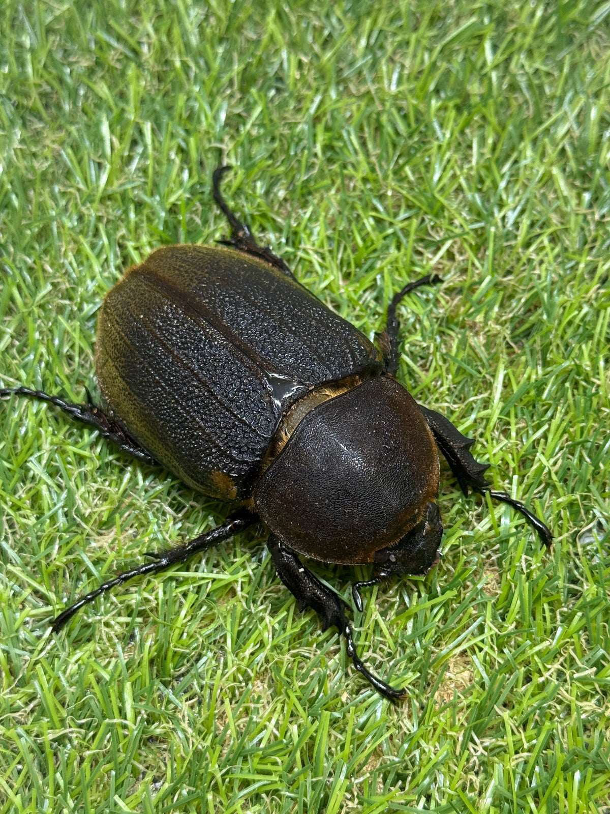DH・ヘラクレス(大型血統)　♀73.6mm単品