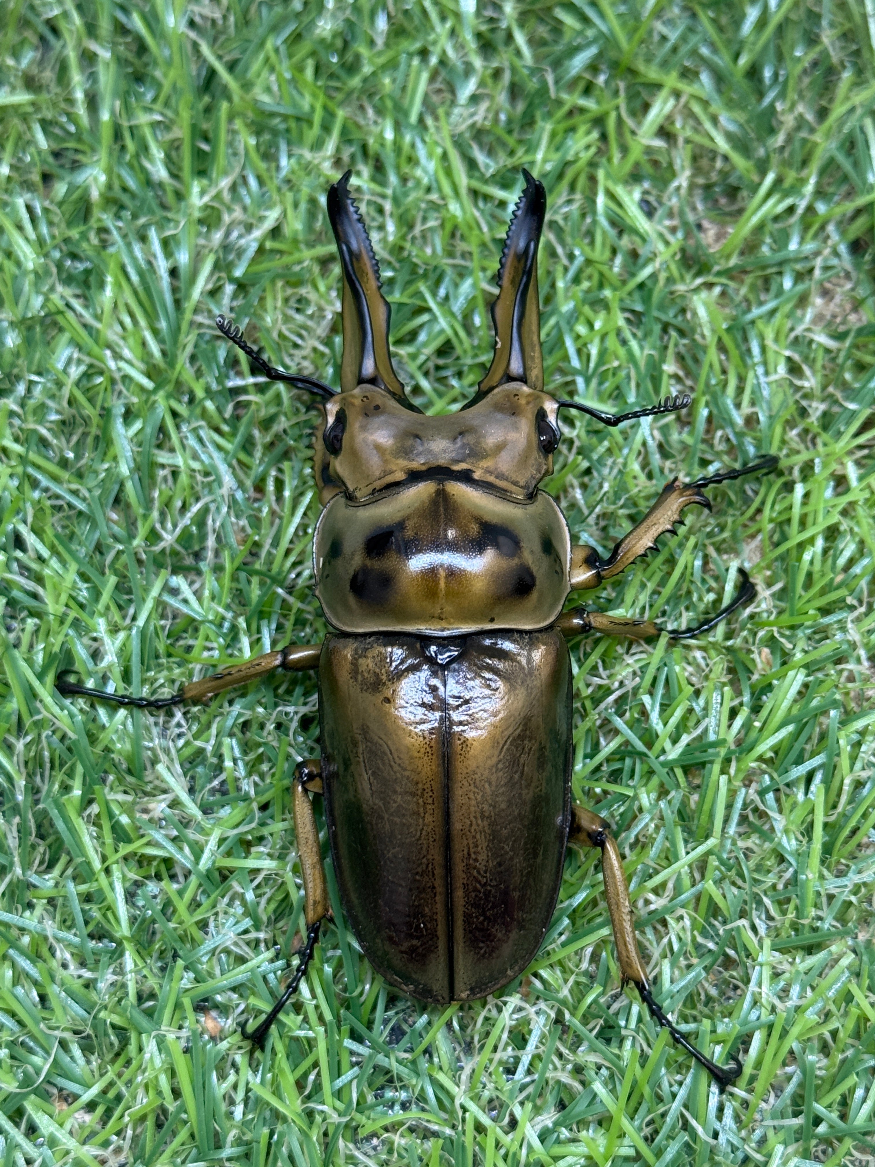 クワガタ様リクエスト商品 バンダイ いきもの大図鑑 くわがた03 オオクワガタ