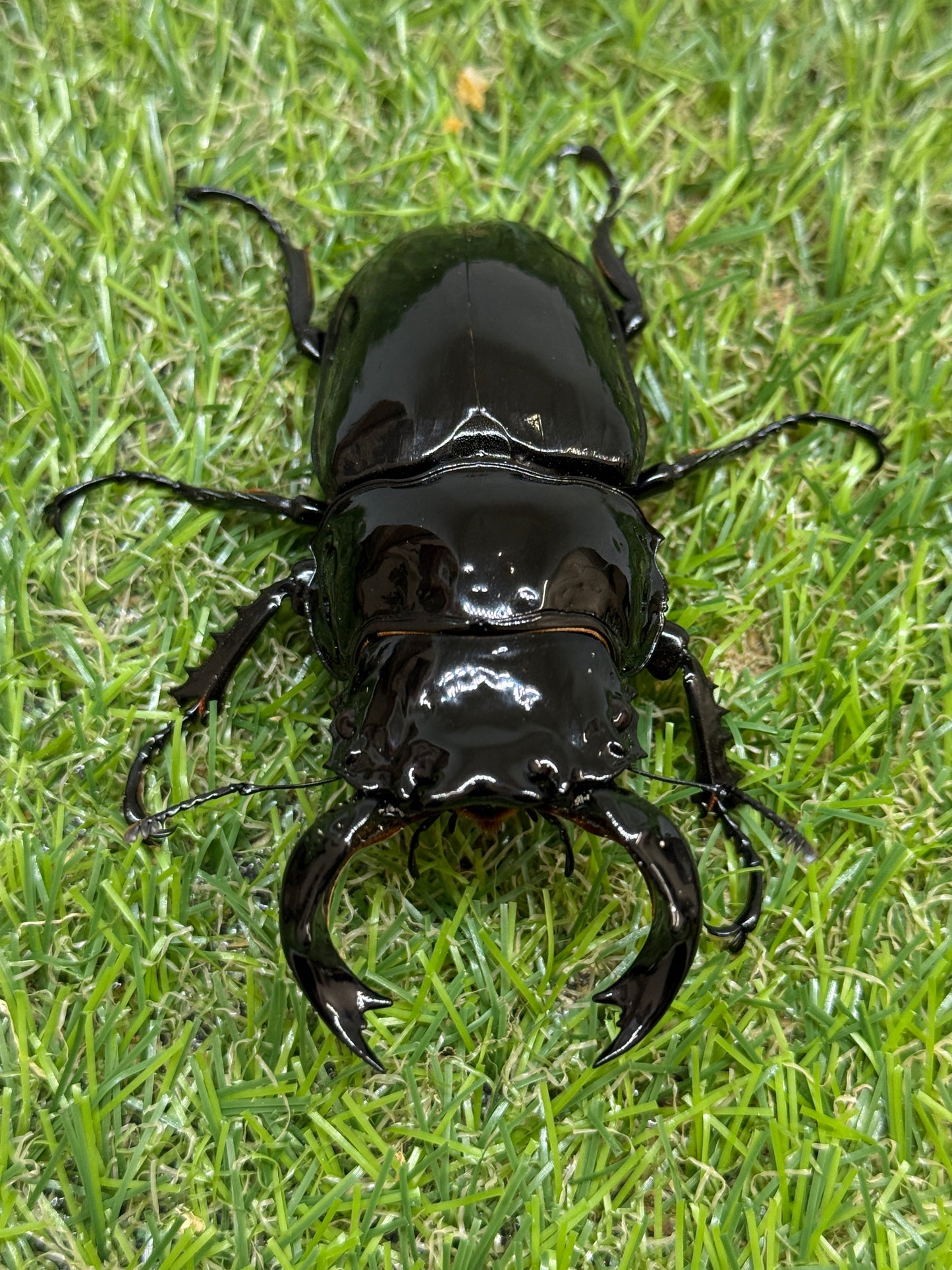 タランドゥスオオツヤクワガタ　♂87.1mm成虫ペア