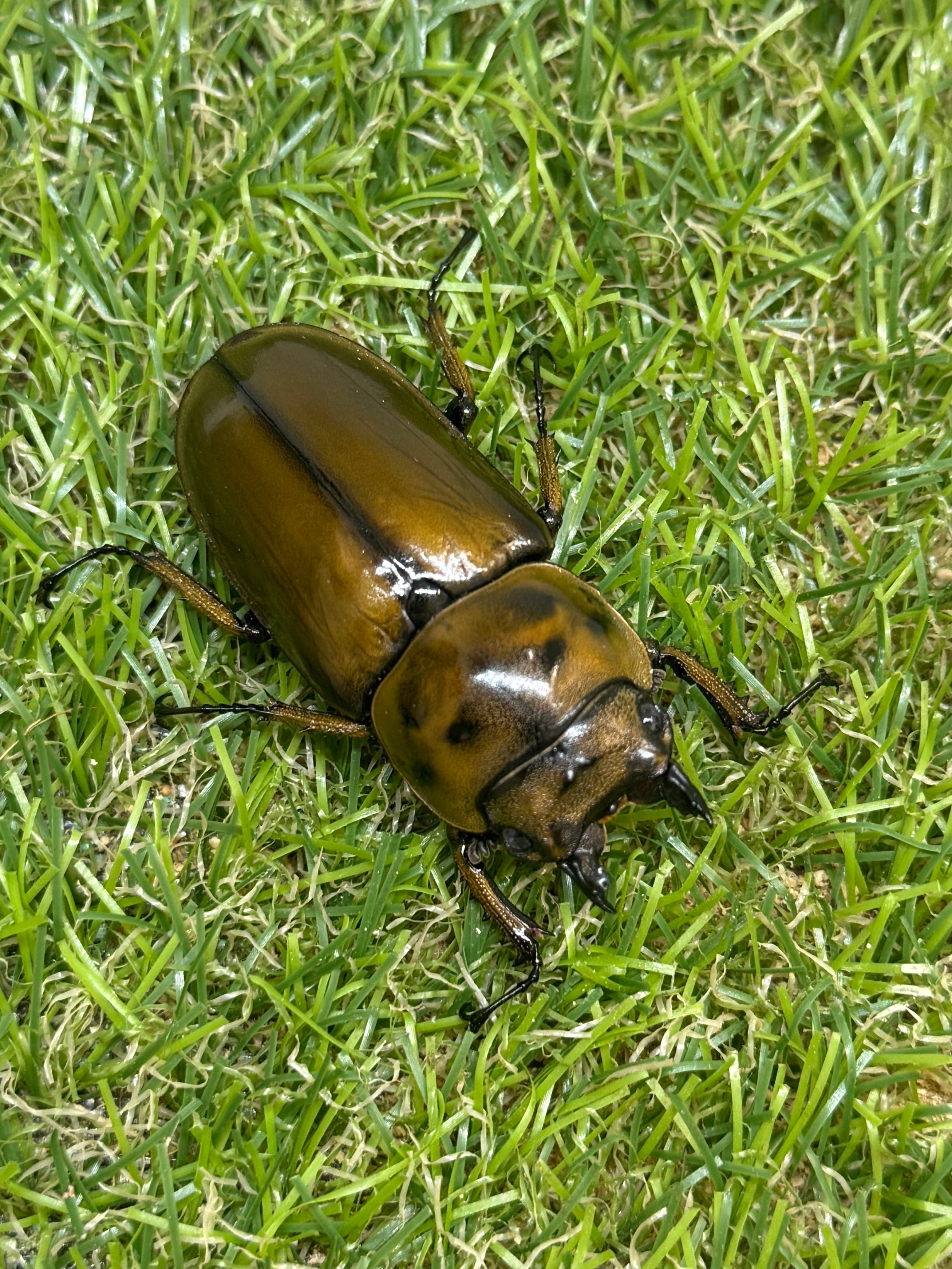 ババオウゴンオニクワガタ ♂77.1mm成虫ペア – 昆虫ショップNexus