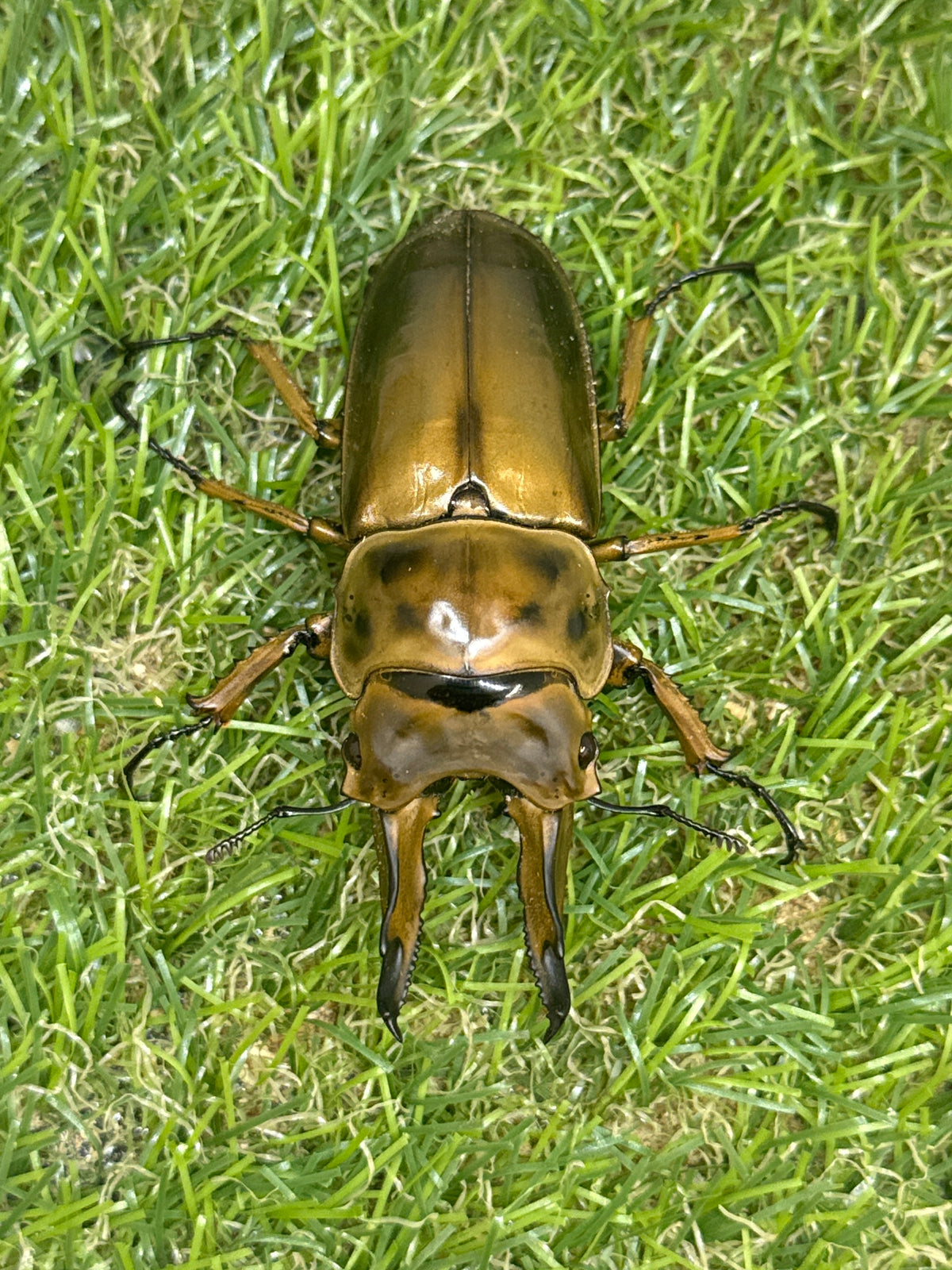 ババオウゴンオニクワガタ　♂69mm成虫ペア