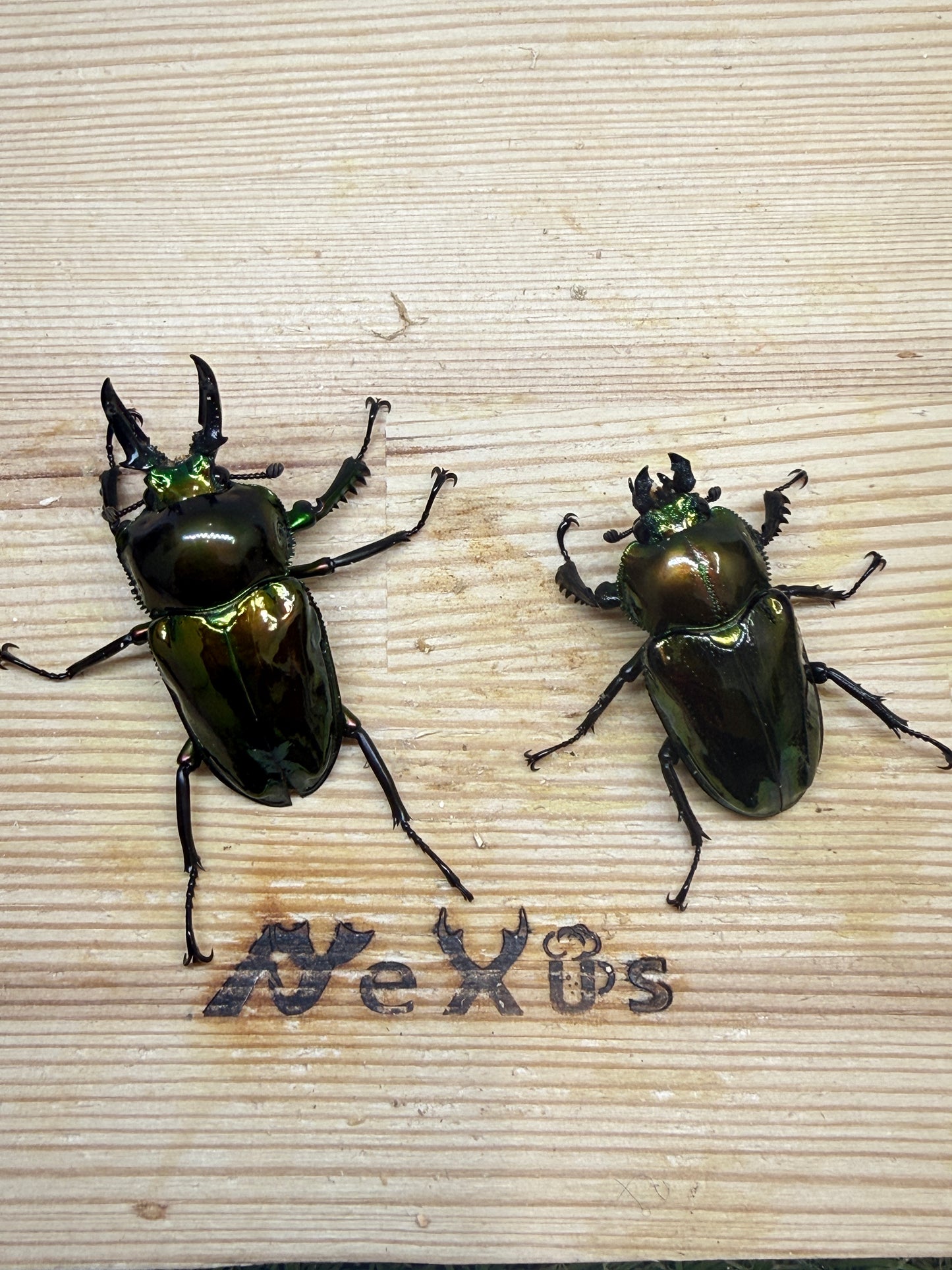 ニジイロクワガタ(ピカール系)　♂46.7mm成虫ペア