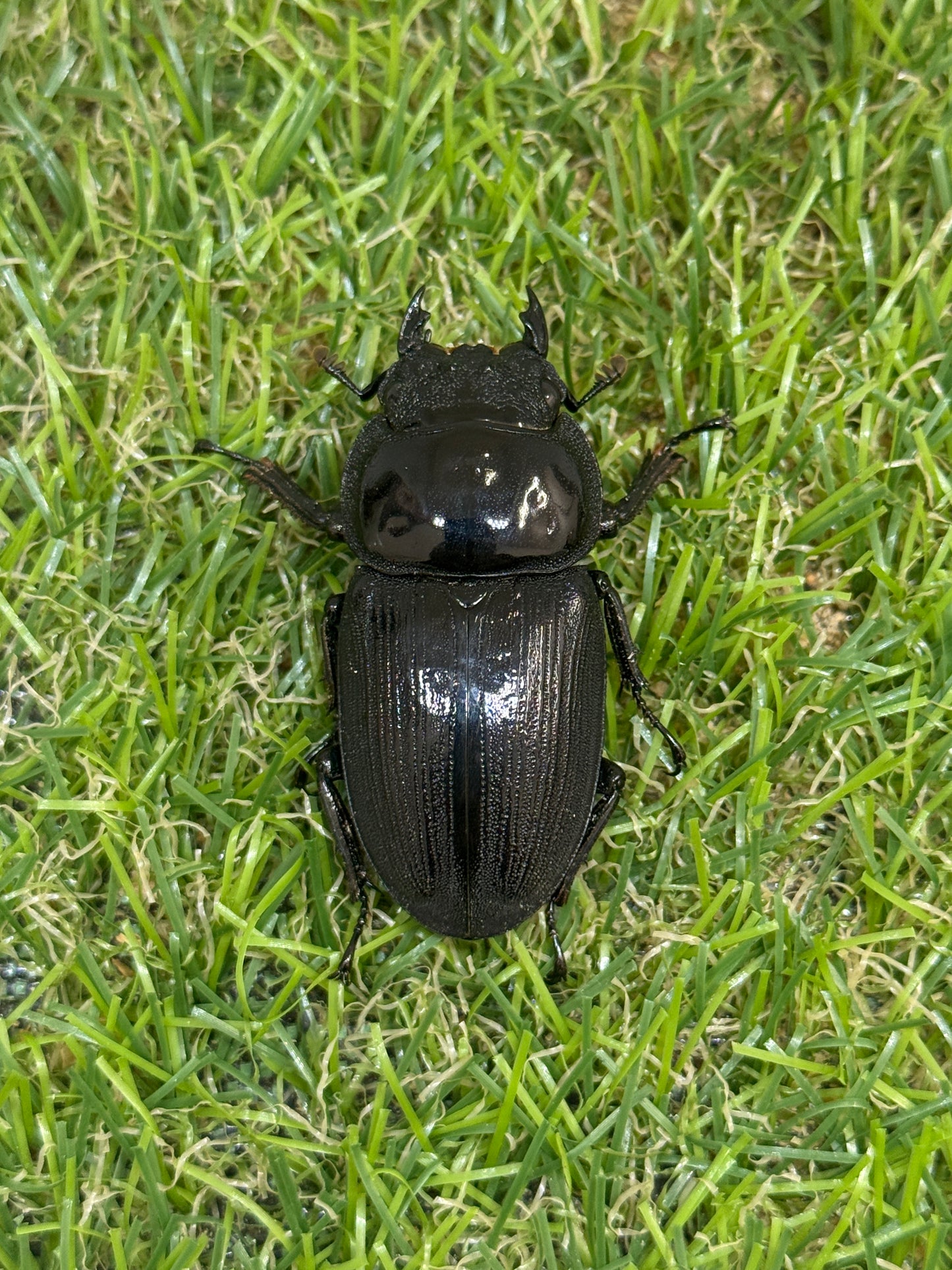 クルビデンスオオクワガタ　(タイ ドイサケット産)♂62mm成虫ペア