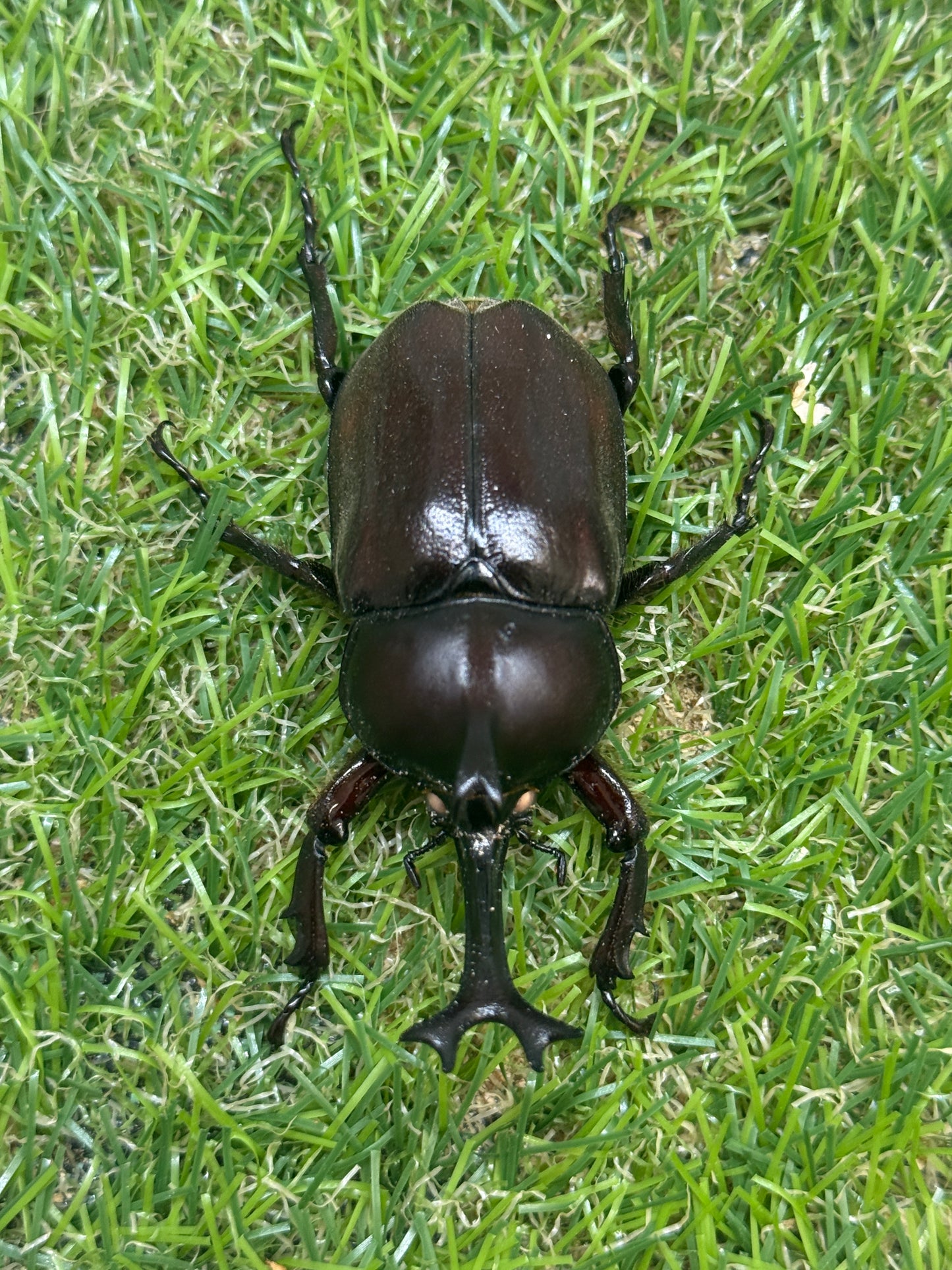 カブトムシ(ホワイトアイ血統)　サイズfree成虫ペア