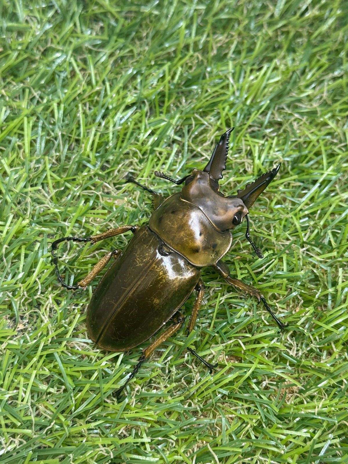 ババオウゴンオニクワガタ　♂55mm成虫ペア