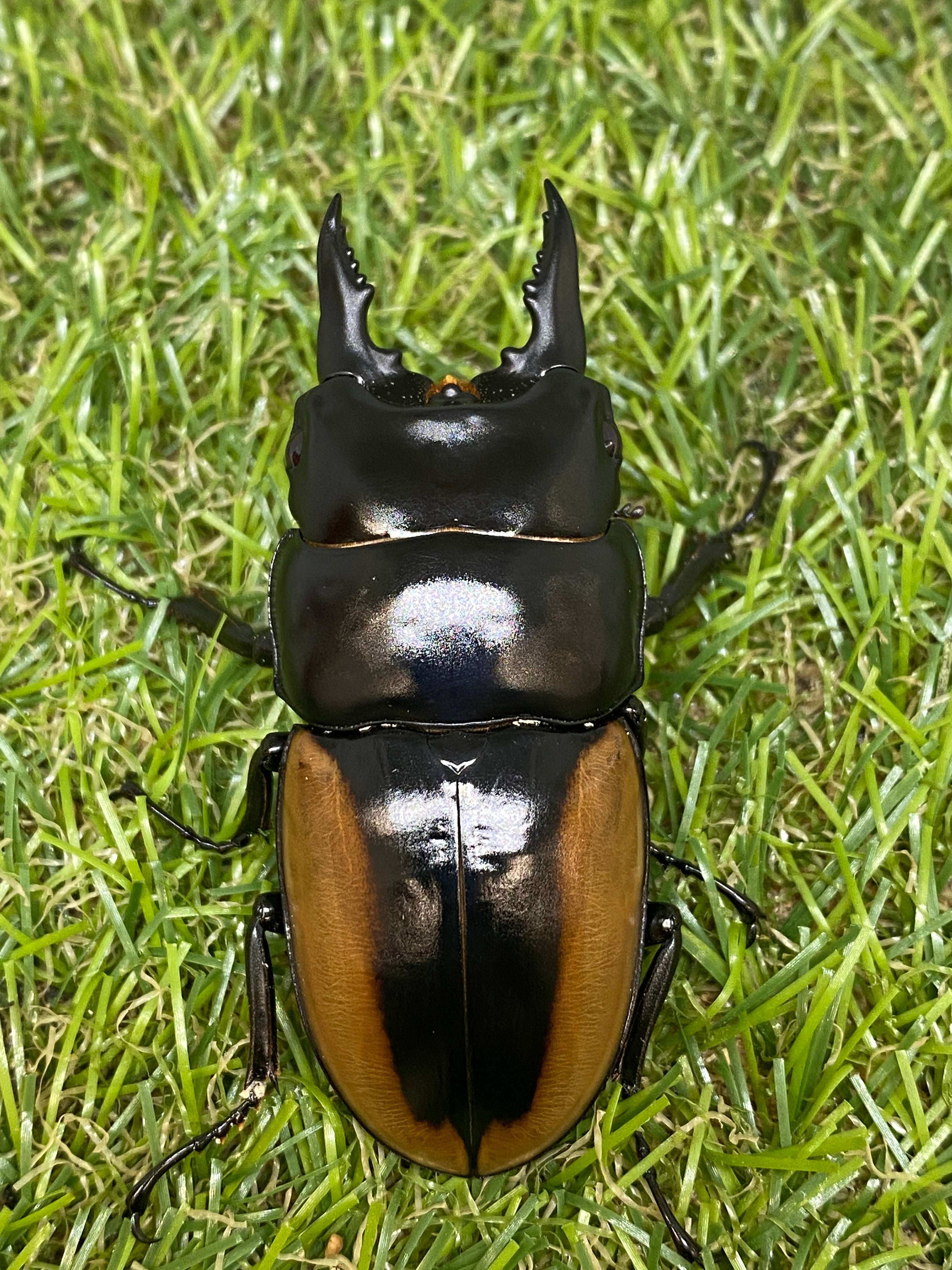 ハスタートノコギリクワガタ♂62.5mm 成虫ペア – 昆虫ショップNexus