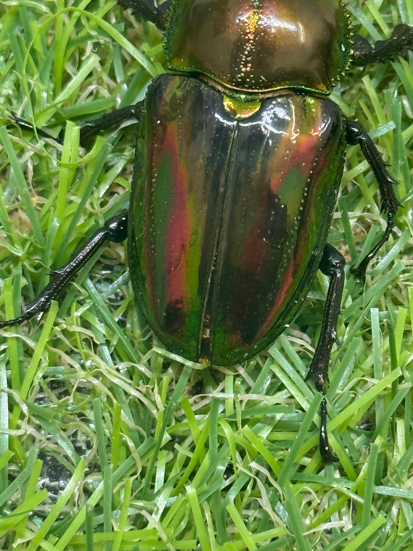 ニジイロクワガタ(ピカール系)　♂52.7mm成虫ペア