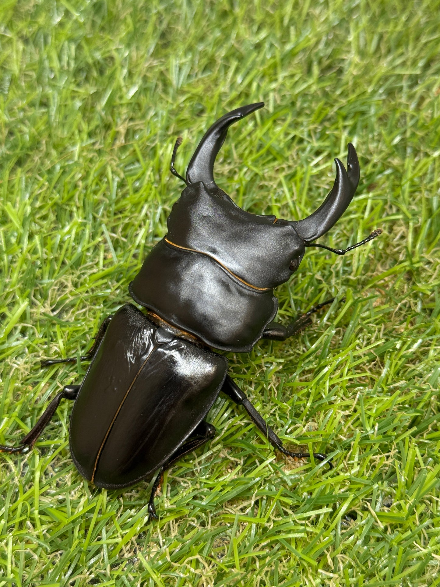 オオクワガタ 能勢YG　♂80.9mm成虫ペア