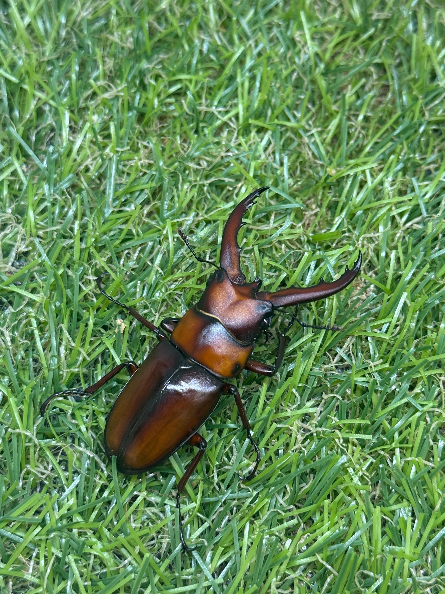 トカラノコギリクワガタ freeサイズ成虫ペア