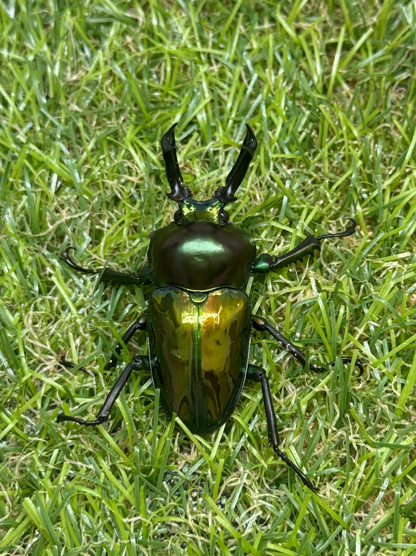 ニジイロクワガタ　♂49.9mm成虫ペア