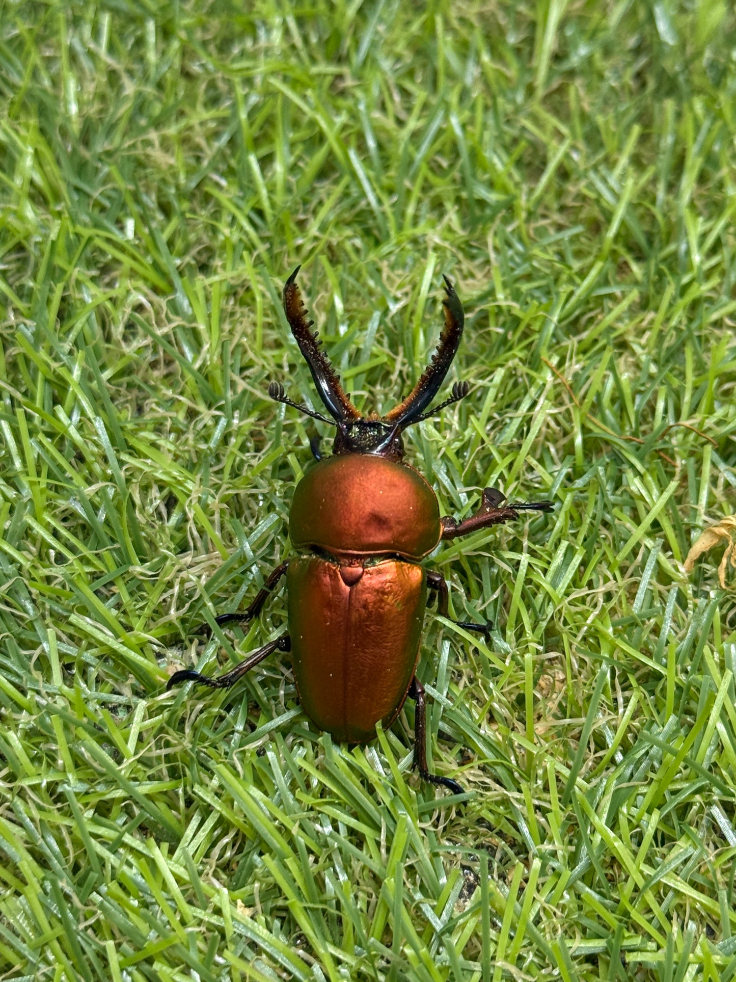 パプアキンイロクワガタ　♂freeサイズ成虫ペア