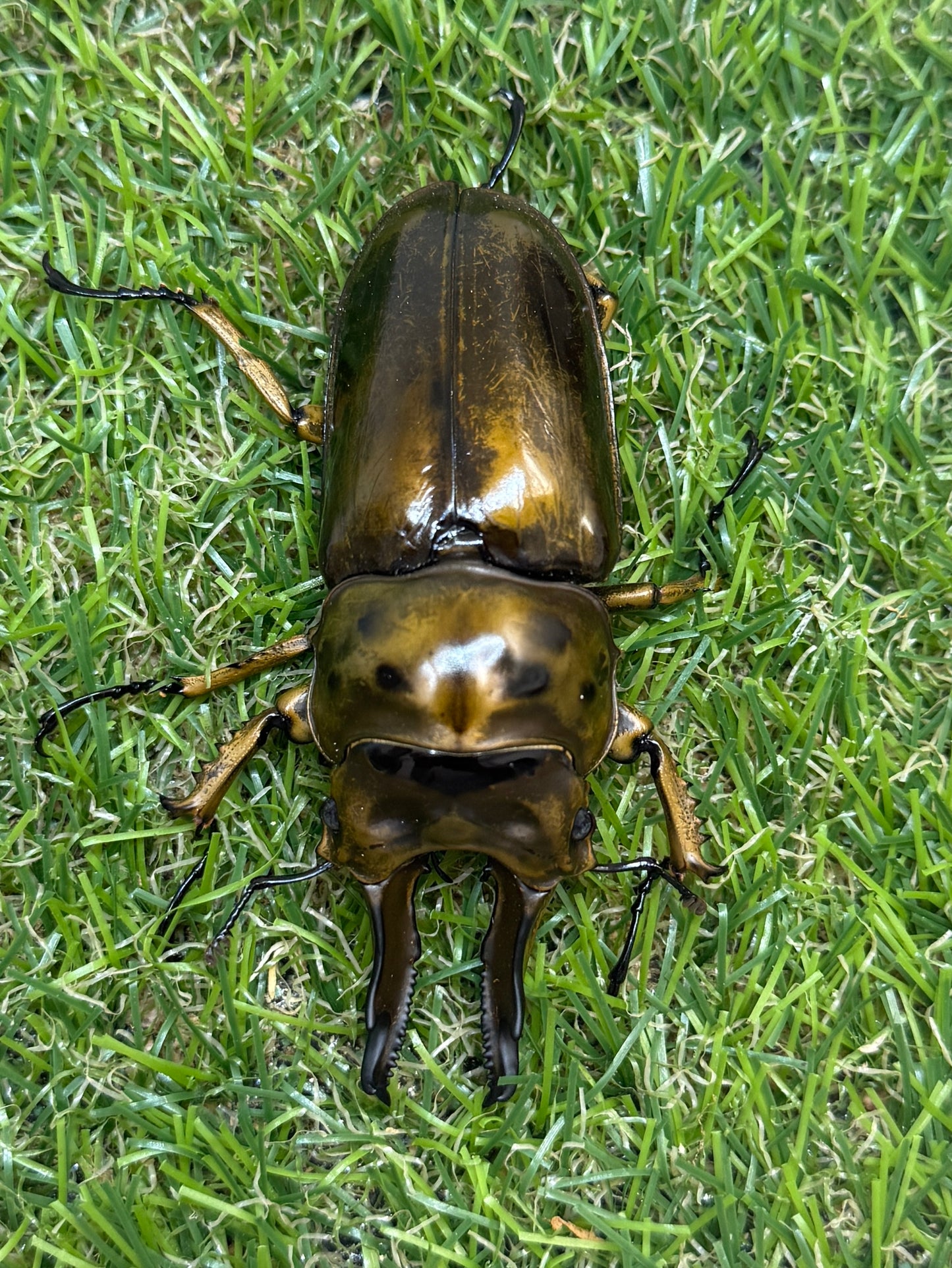 ババオウゴンオニクワガタ　♂77.1mm成虫ペア