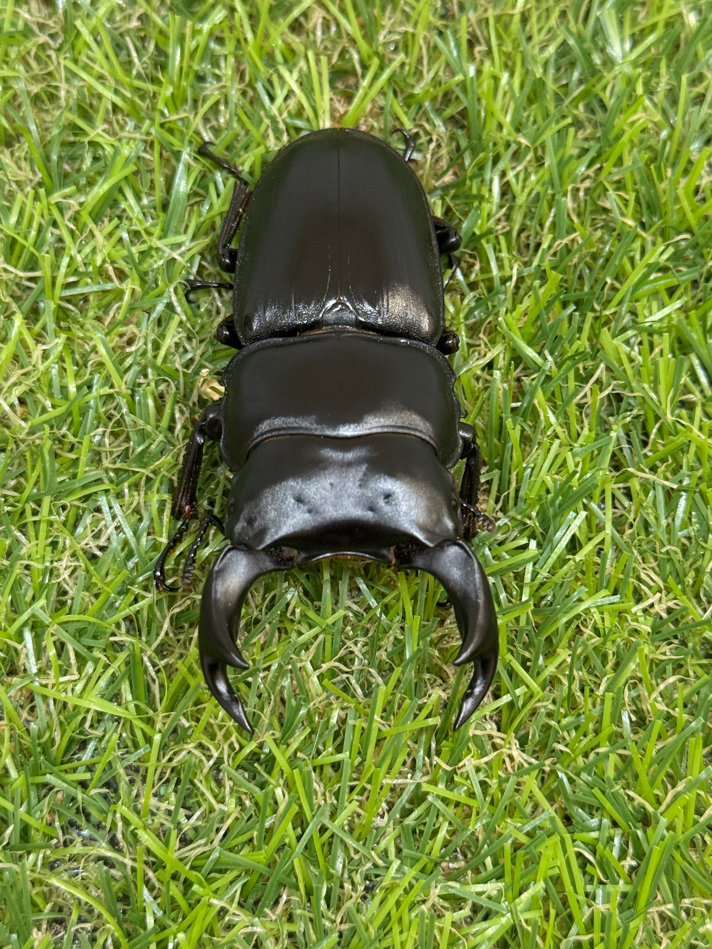 オオクワガタ　肝川　♂67.5mm成虫ペア