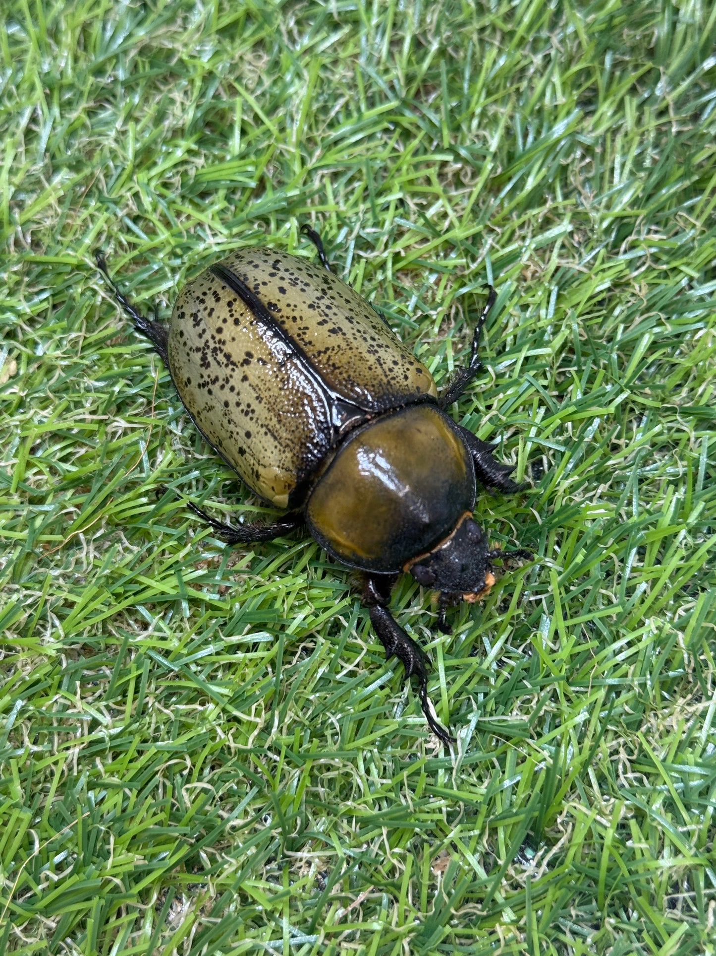 ティティウスシロカブト　♂66mm成虫ペア