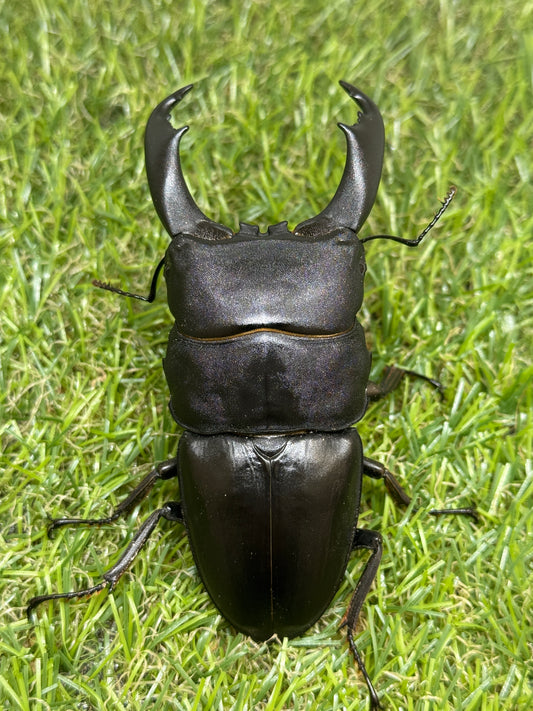 テイオウヒラタクワガタ　♂92mm成虫ペア