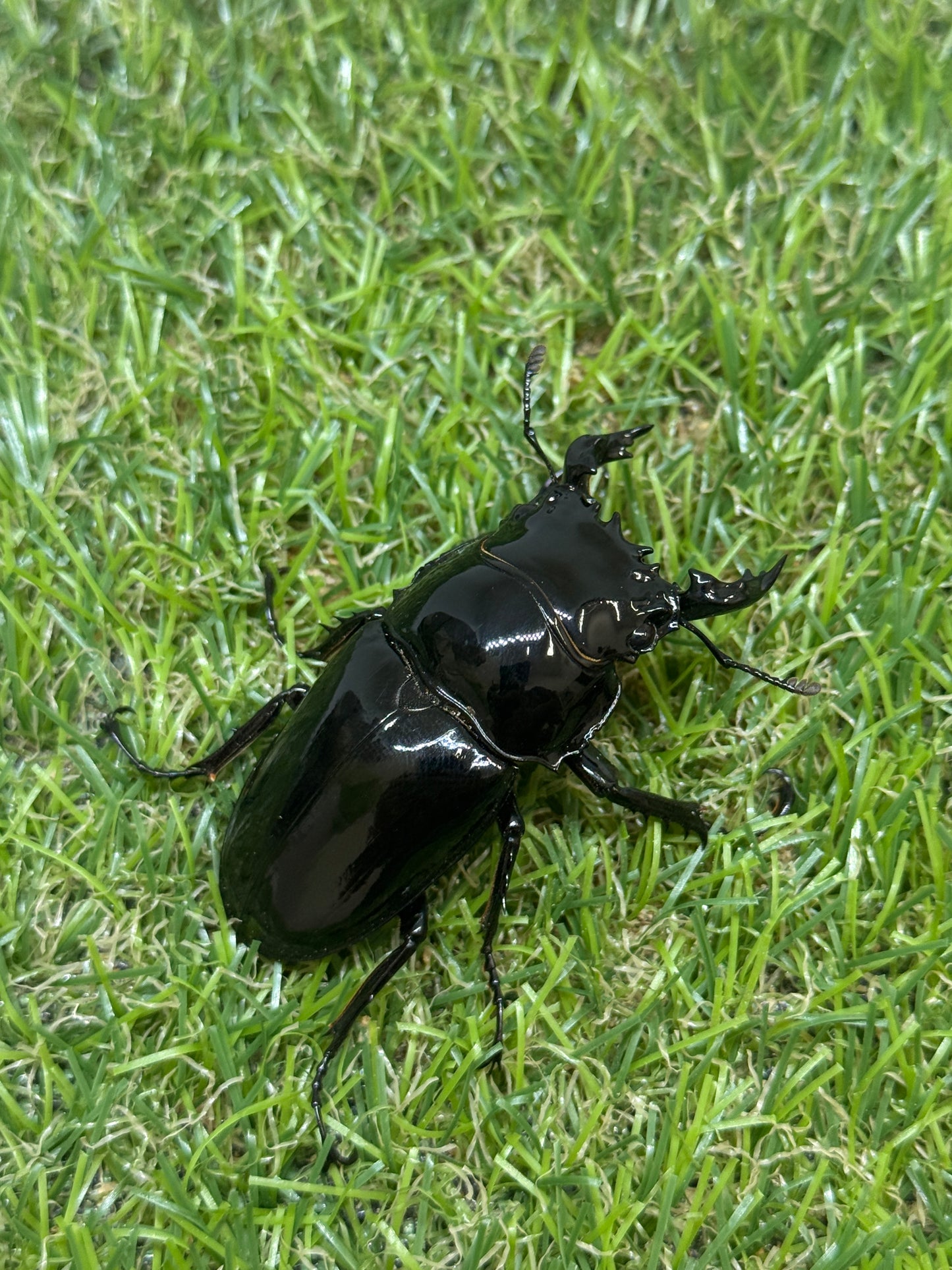 タランドゥスオオツヤクワガタ　♂58.8mm成虫ペア