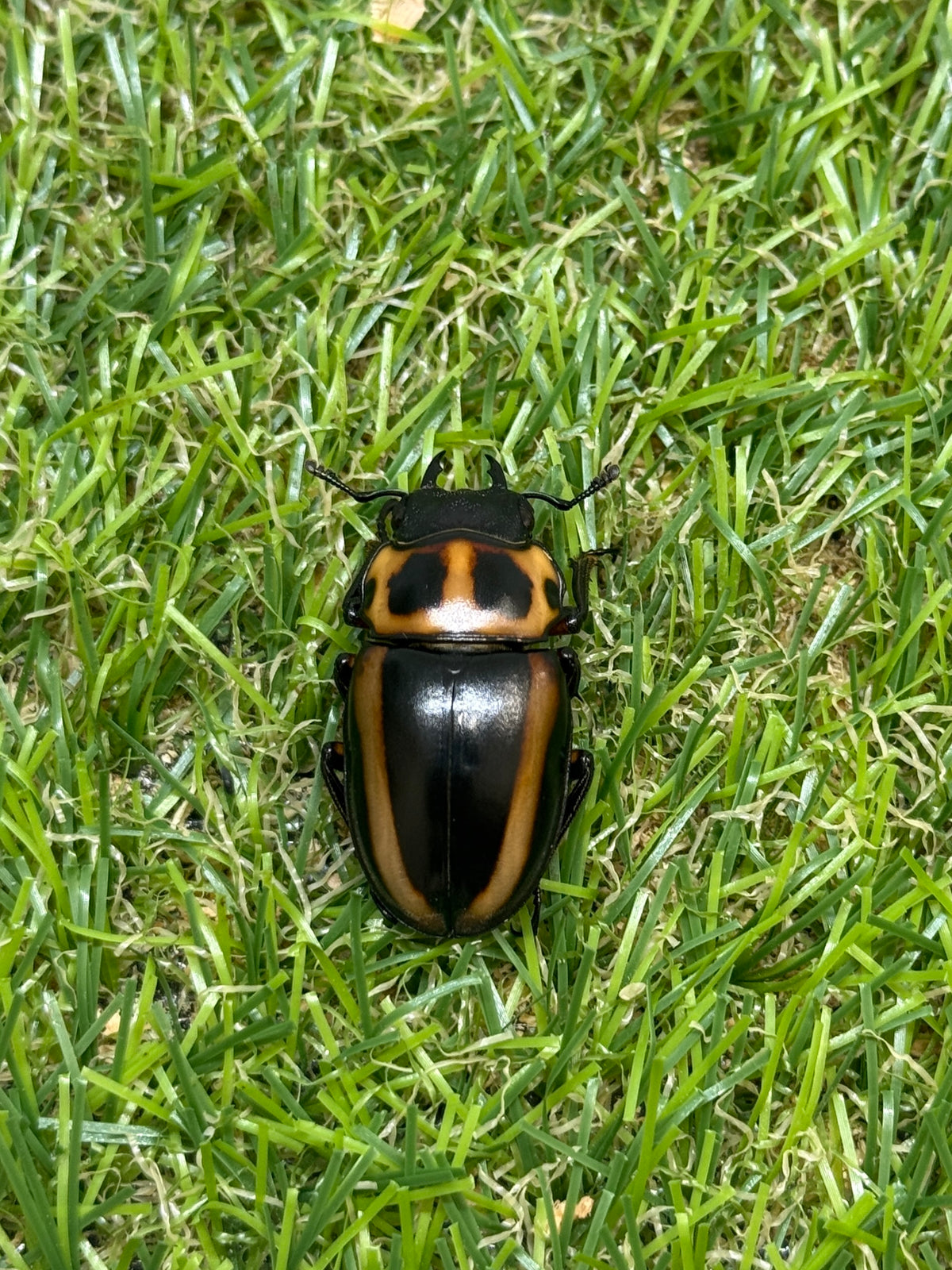 メンガタメリークワガタ　♂51mm成虫ペア