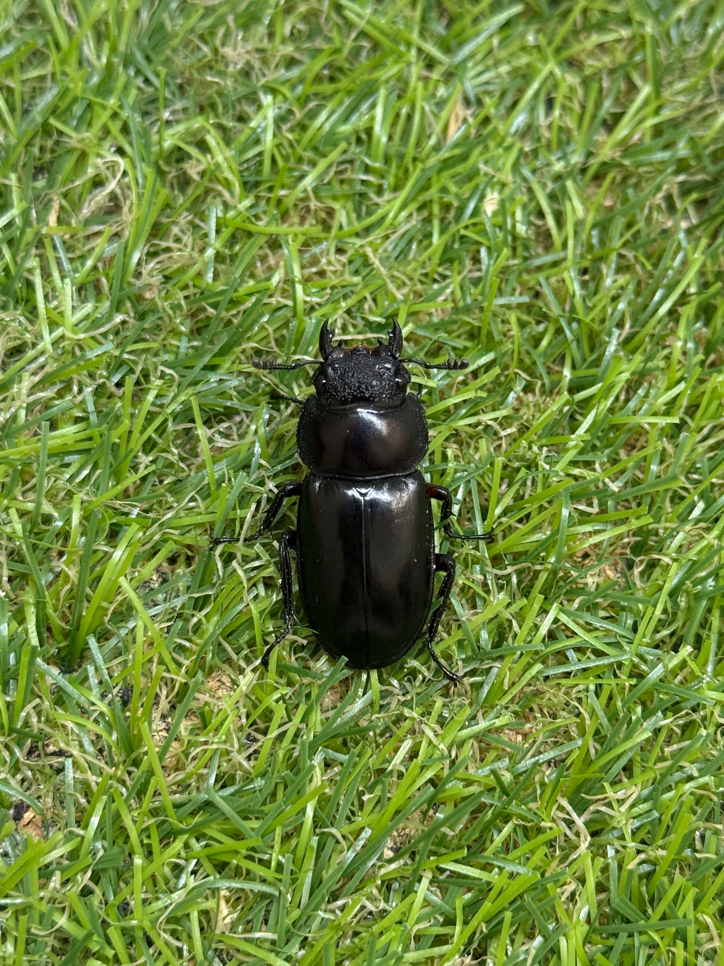 ディディエールシカクワガタ　♂56.6mm 成虫ペア