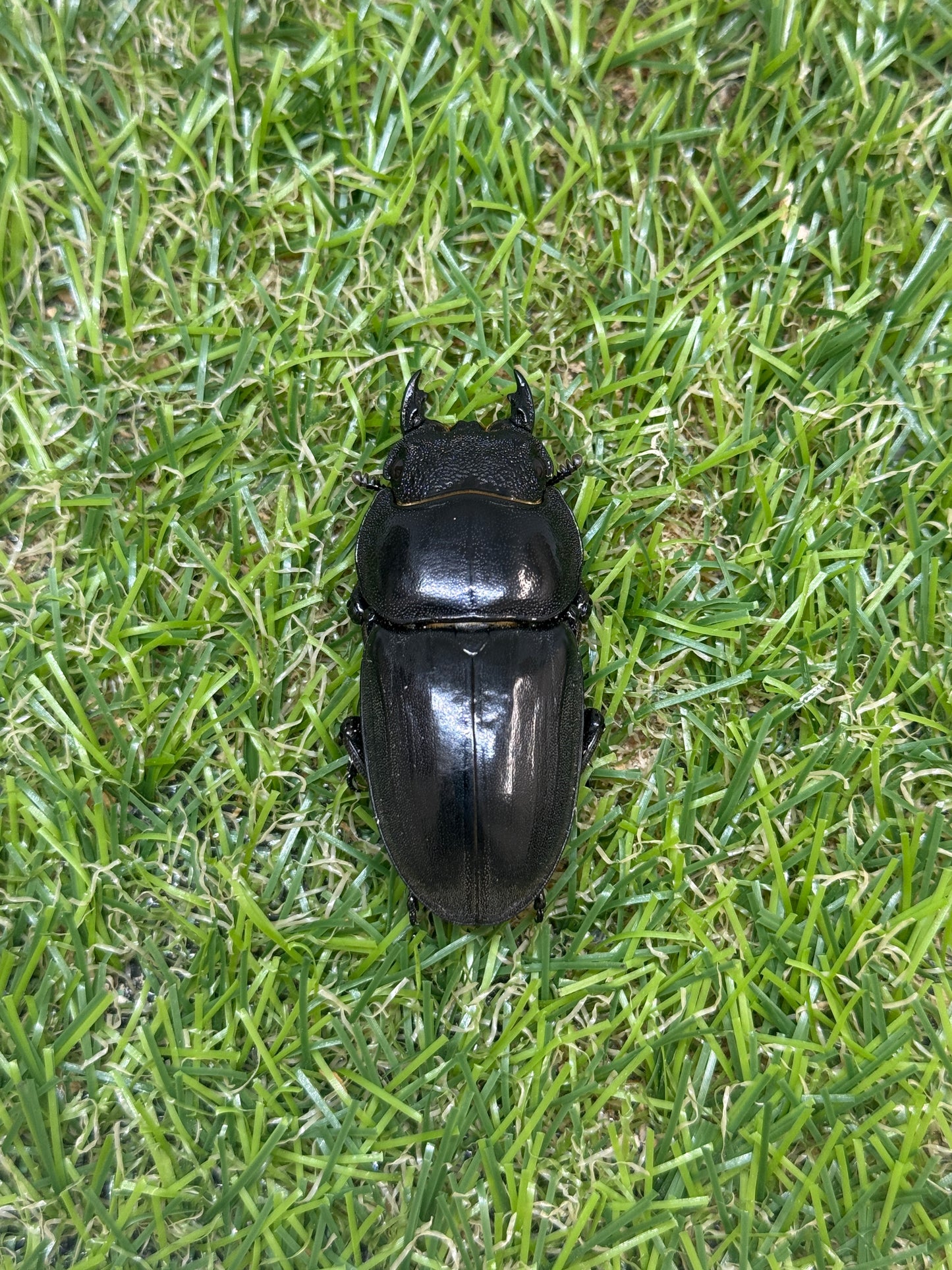 テイオウヒラタクワガタ　♂97mm成虫ペア