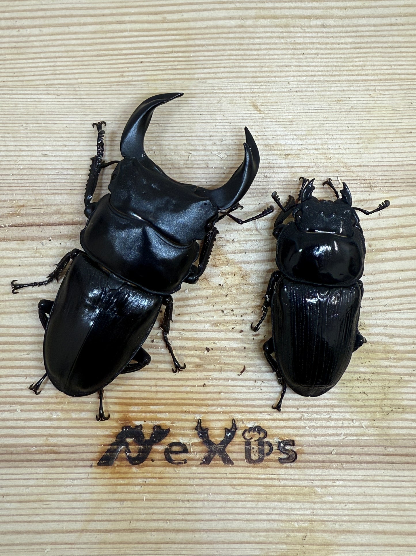 ホペイオオクワガタ　♂62mm成虫ペア