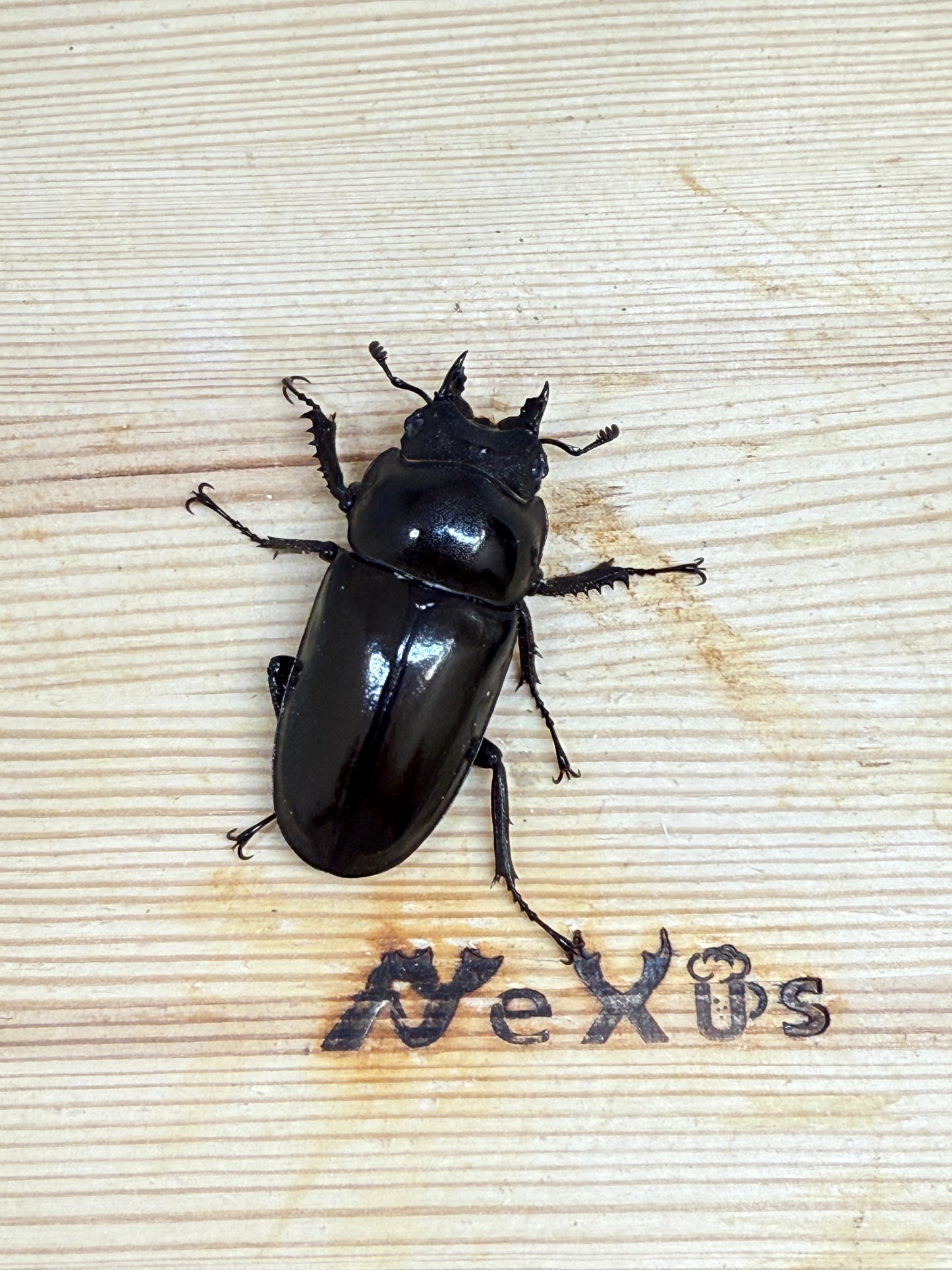 ババオウゴンオニクワガタ　48.3mm♀単品