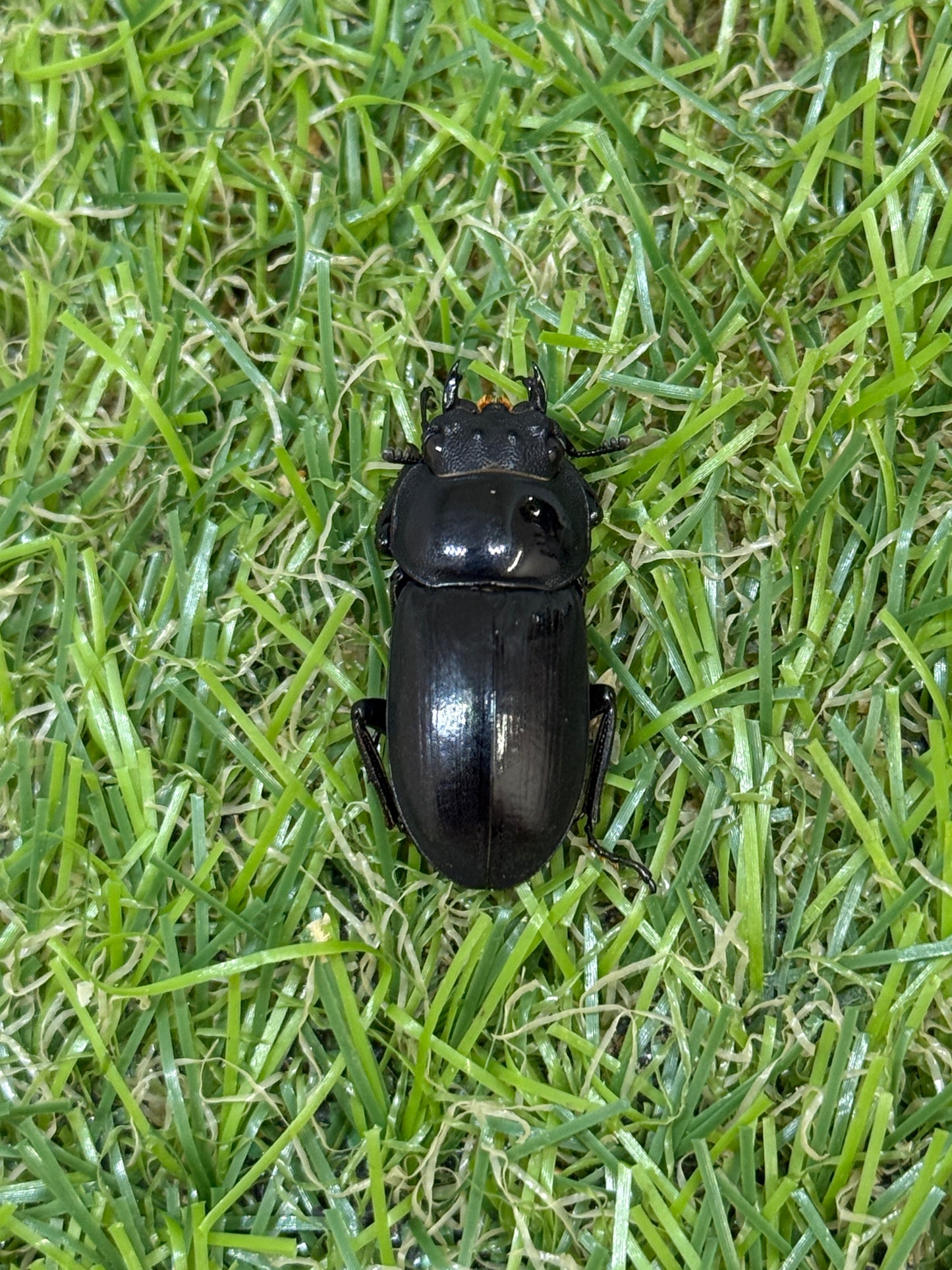 ビキヌスコクワガタ　♂freeサイズ成虫ペア