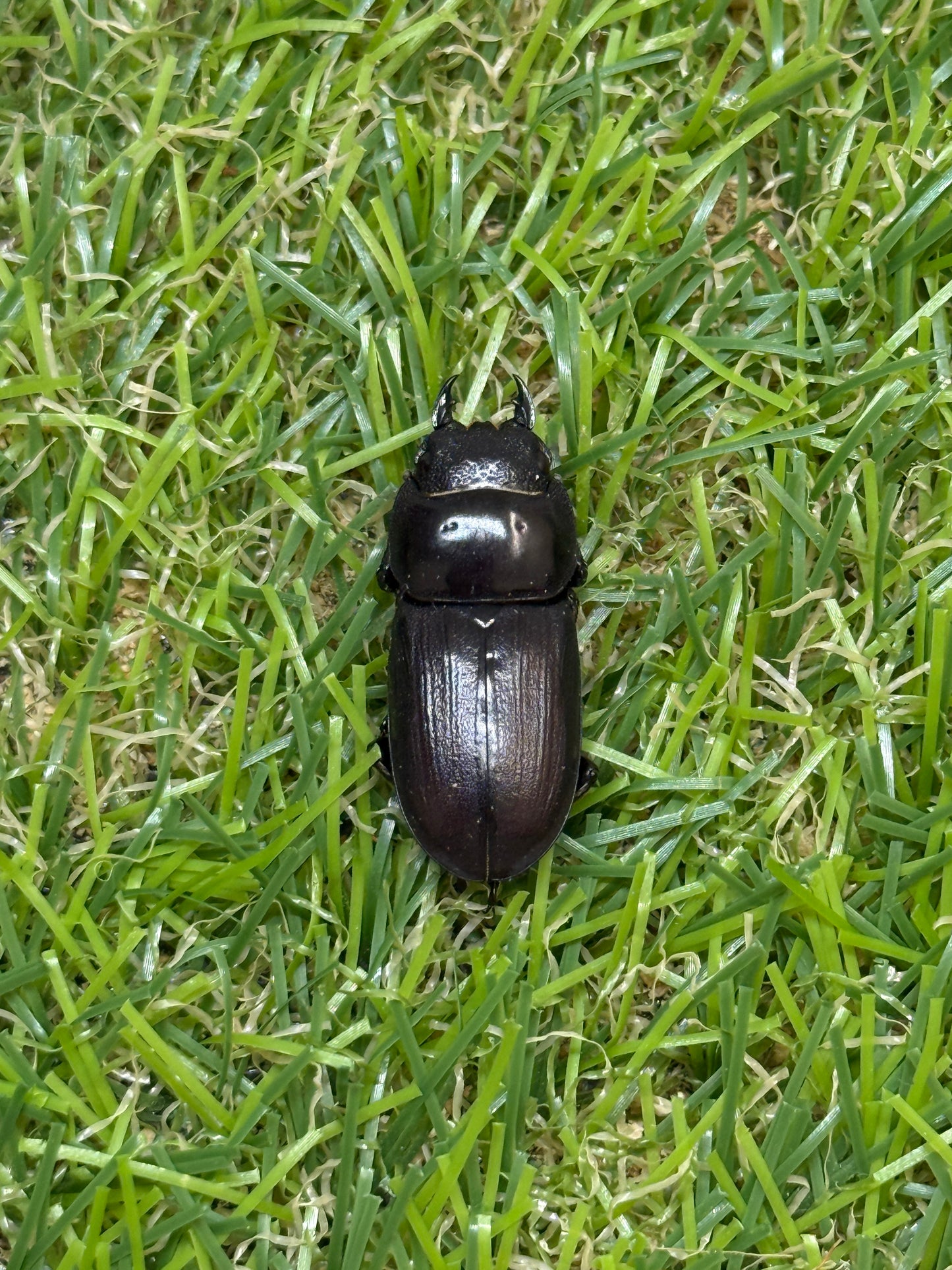 ミークヒラタクワガタ亜種ジャスミン　♂36.5mm成虫ペア