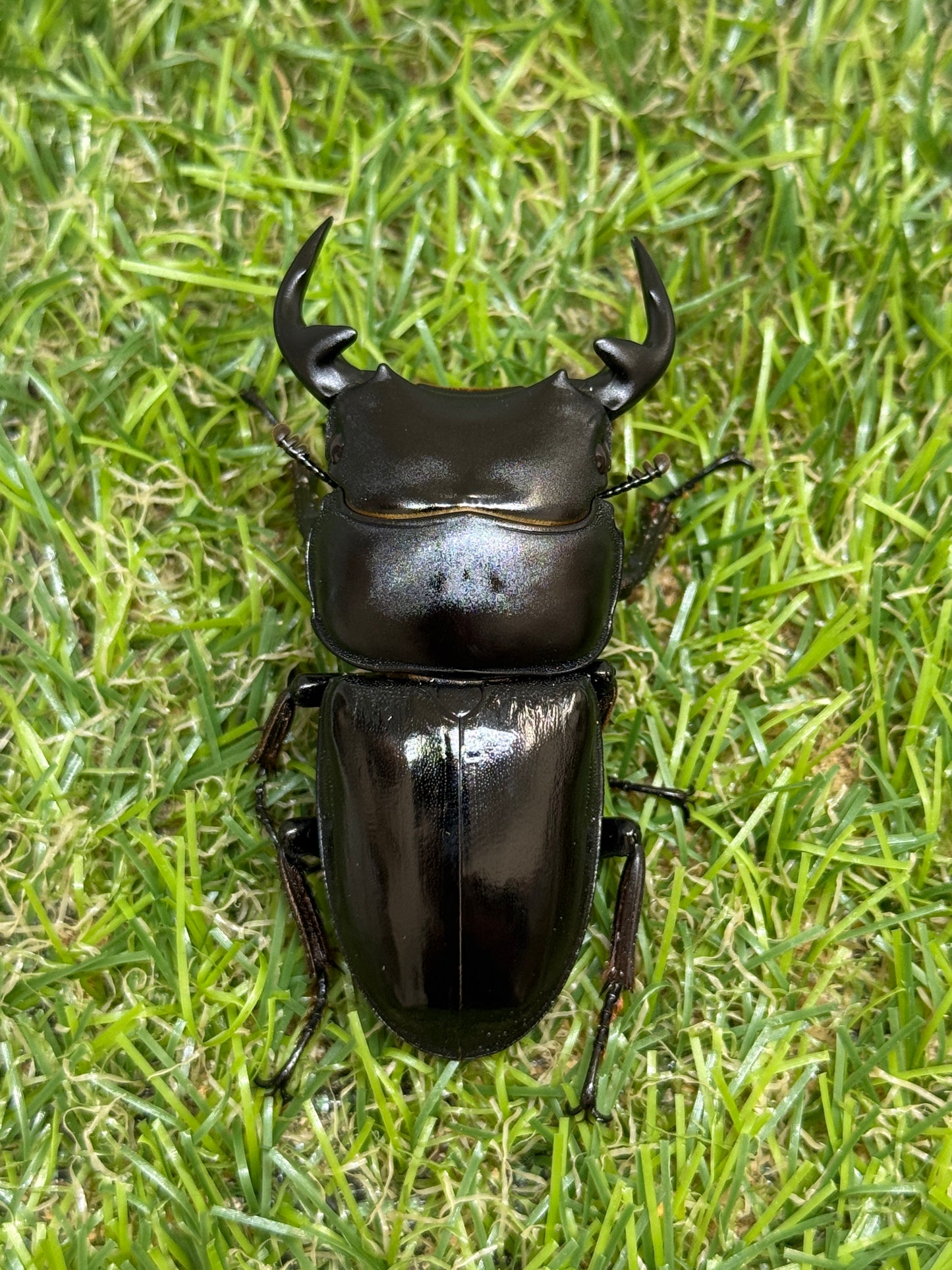 グランディスオオクワガタ　♂81.5mm成虫ペア