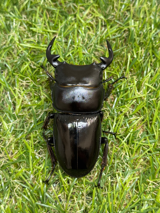 グランディスオオクワガタ　♂81.5mm成虫ペア