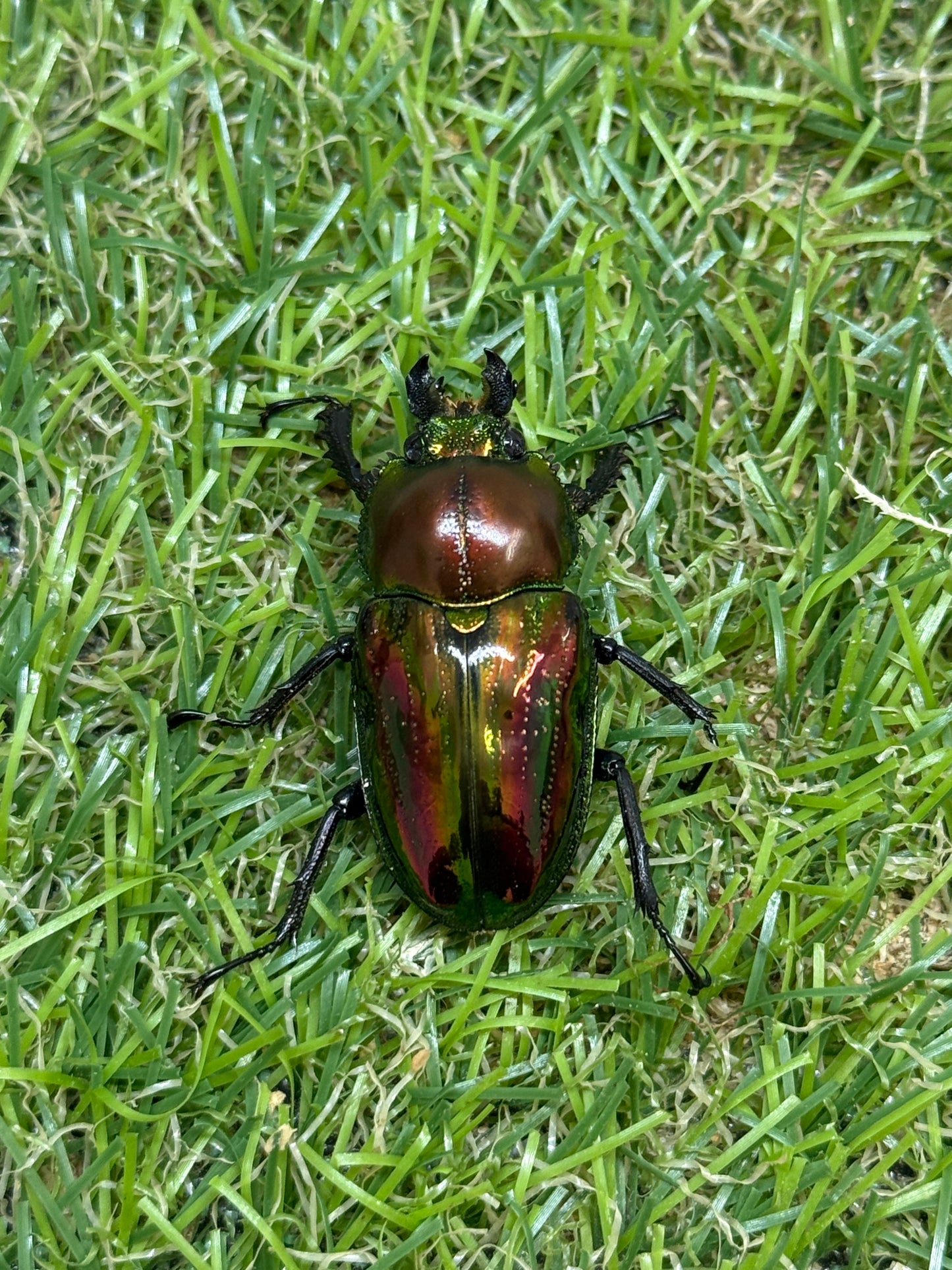 ニジイロクワガタ(レッド系)　♂52.9mm成虫ペア