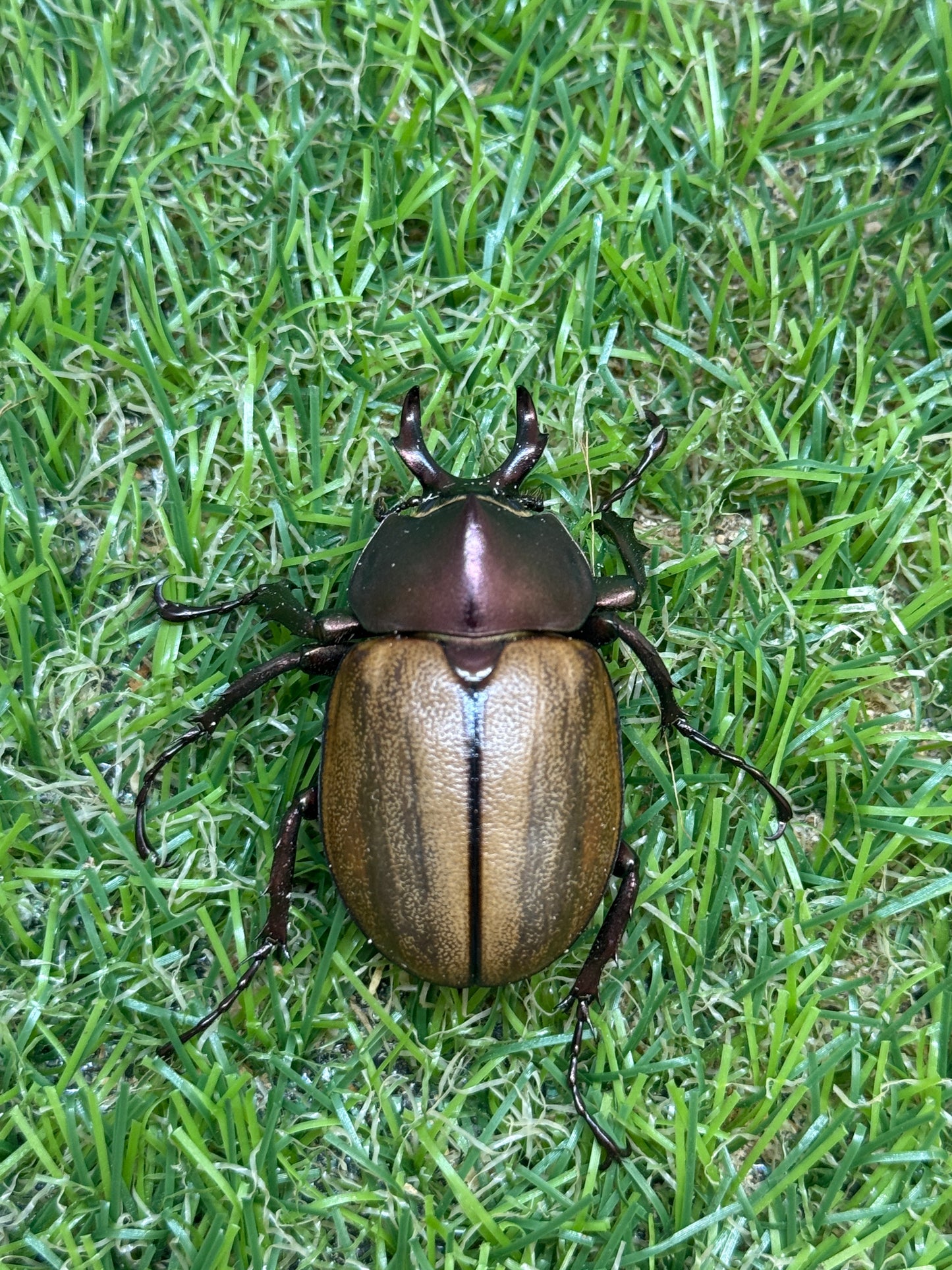 マルガリータヒナカブト　♂freeサイズ成虫ペア