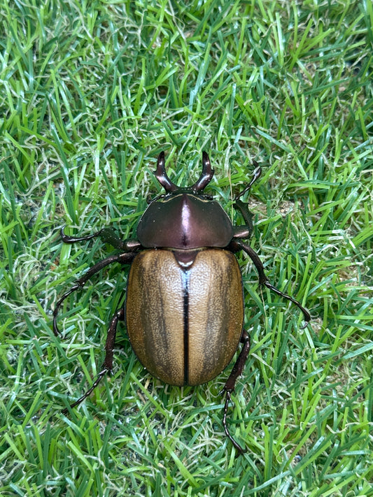 マルガリータヒナカブト　♂freeサイズ成虫ペア