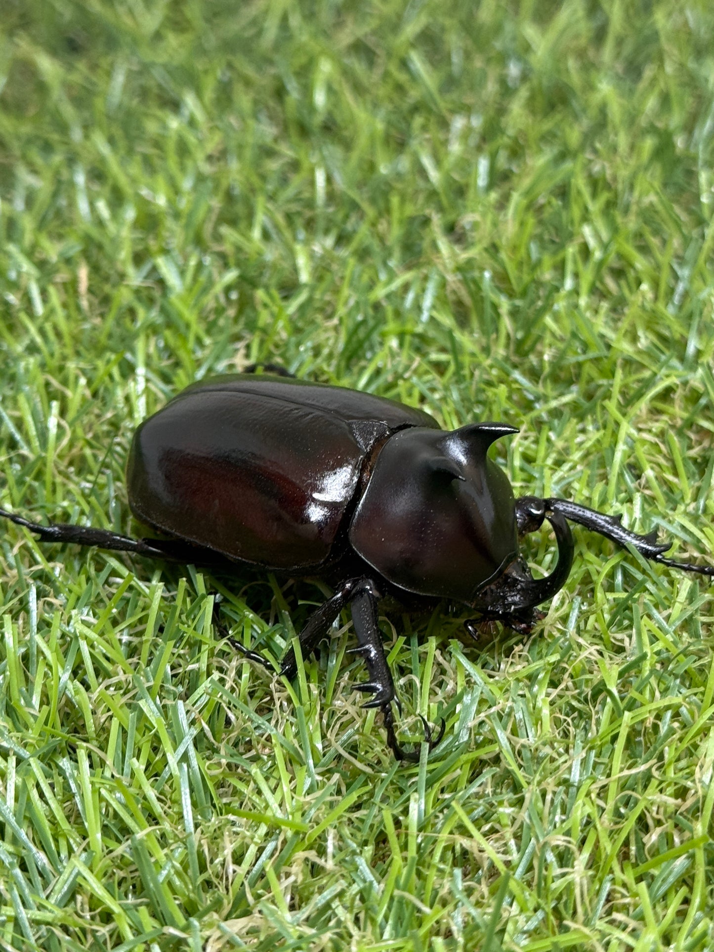 エンドウゴホンヅノカブト　♂49mm成虫ペア