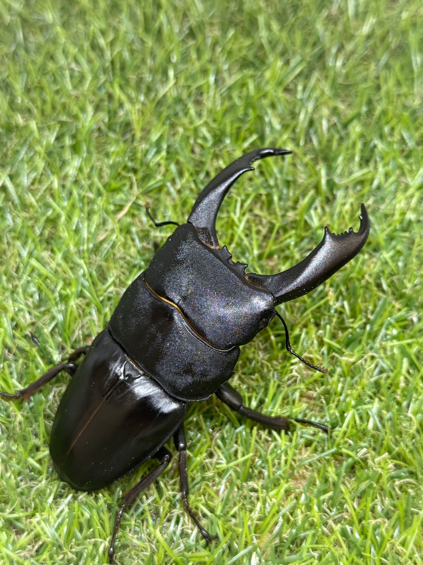テイオウヒラタクワガタ　♂97mm成虫ペア
