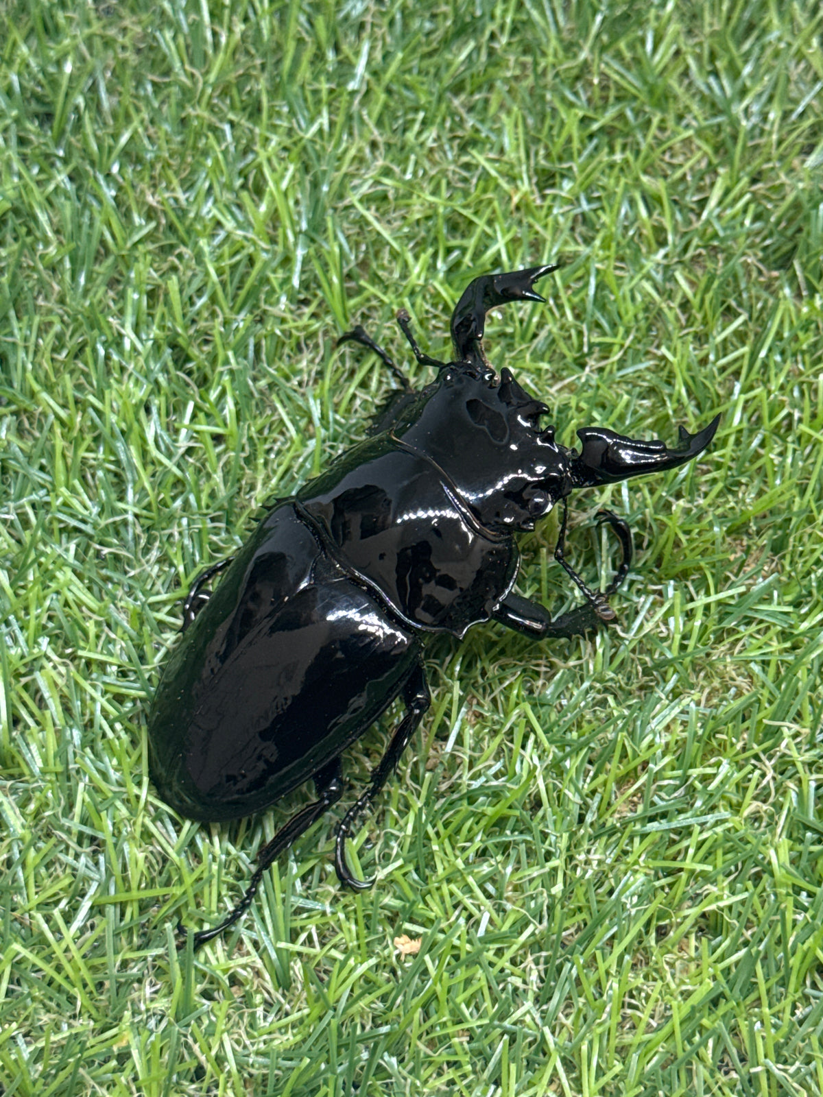 タランドゥスオオツヤクワガタ　♂80.5mm成虫ペア