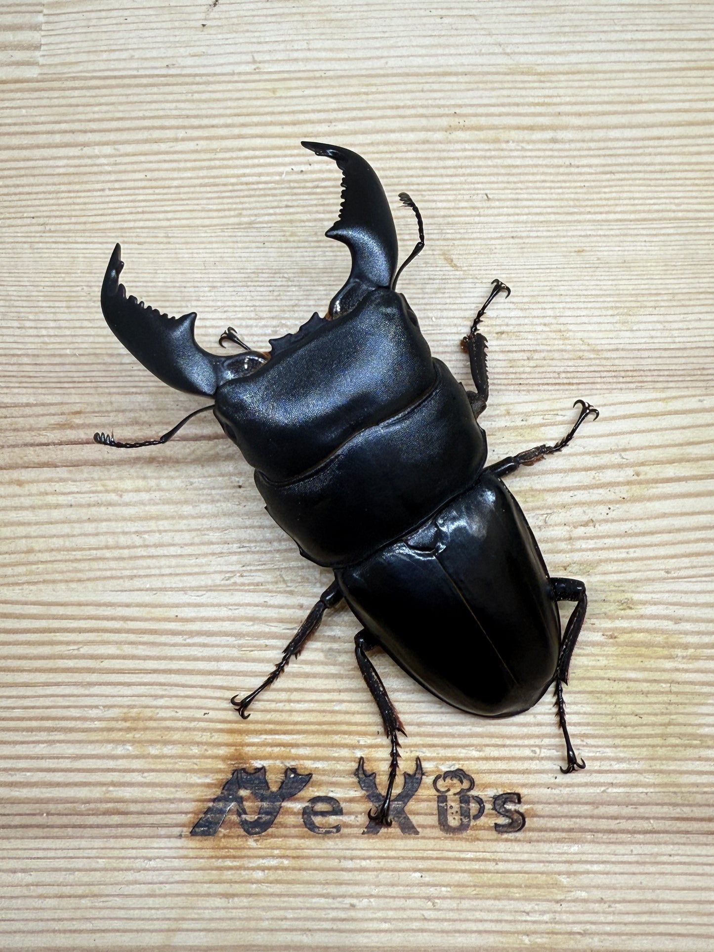 スマトラヒラタクワガタ　♂84mm単品