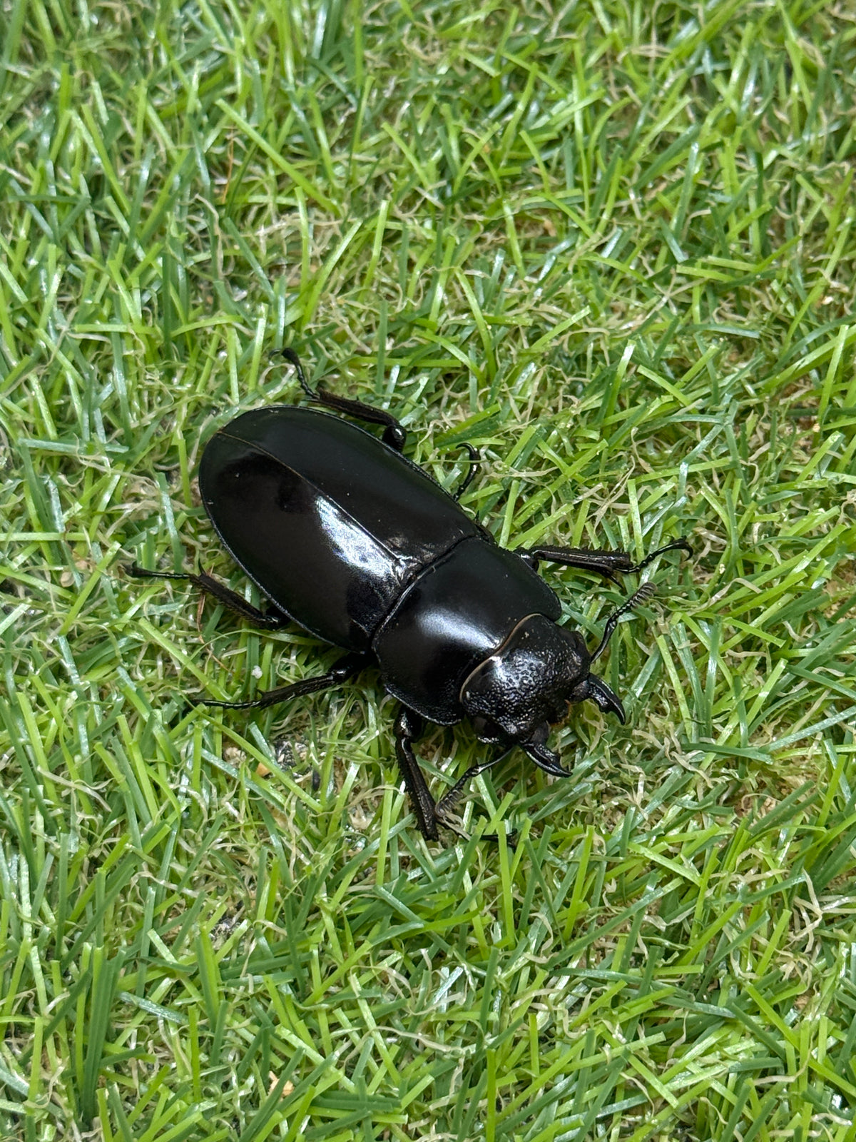 サヌチフタマタクワガタ　♂73.5mm成虫ペア